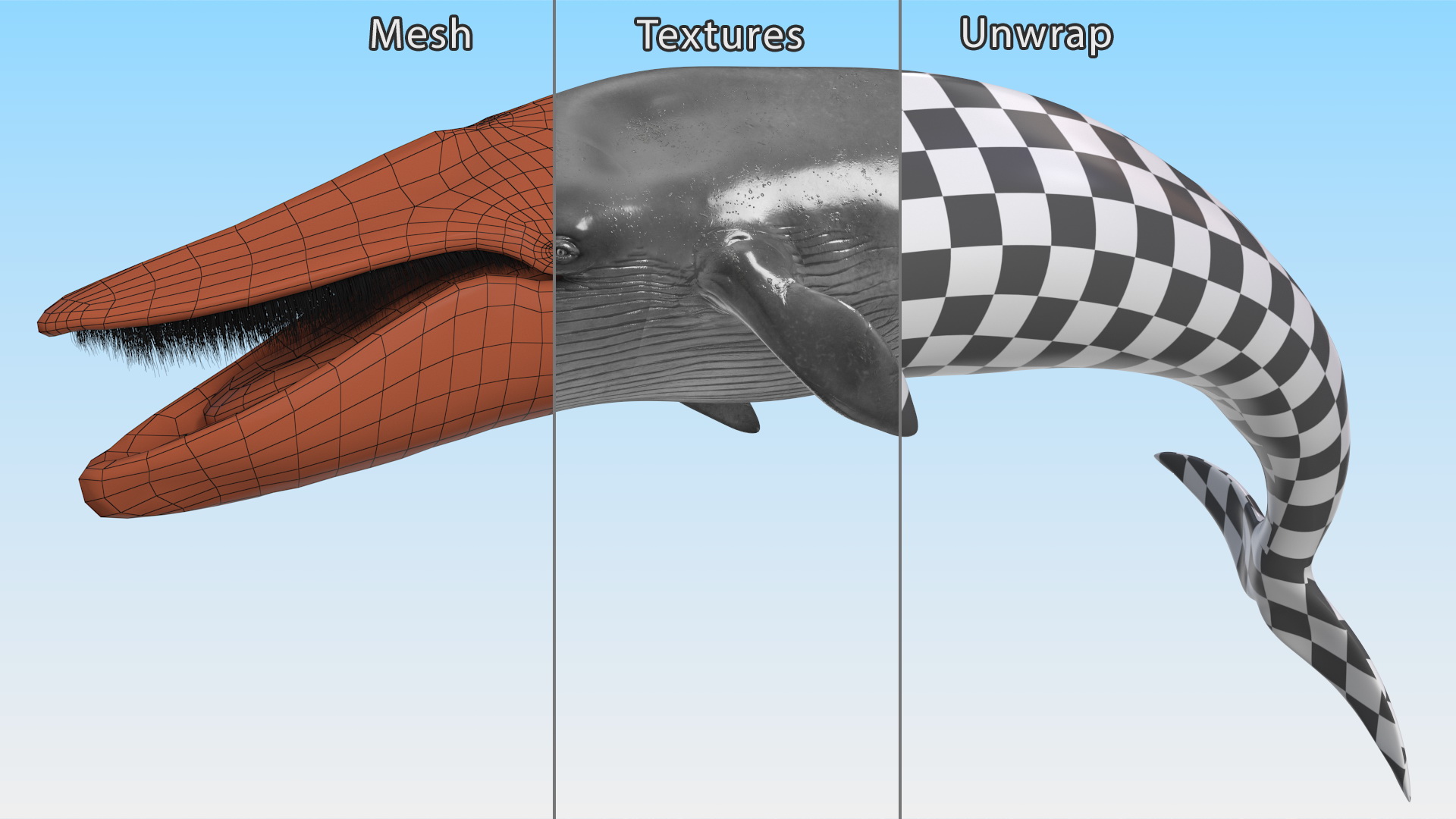 3D Sea Mammal Blue Whale Resting Pose Fur model