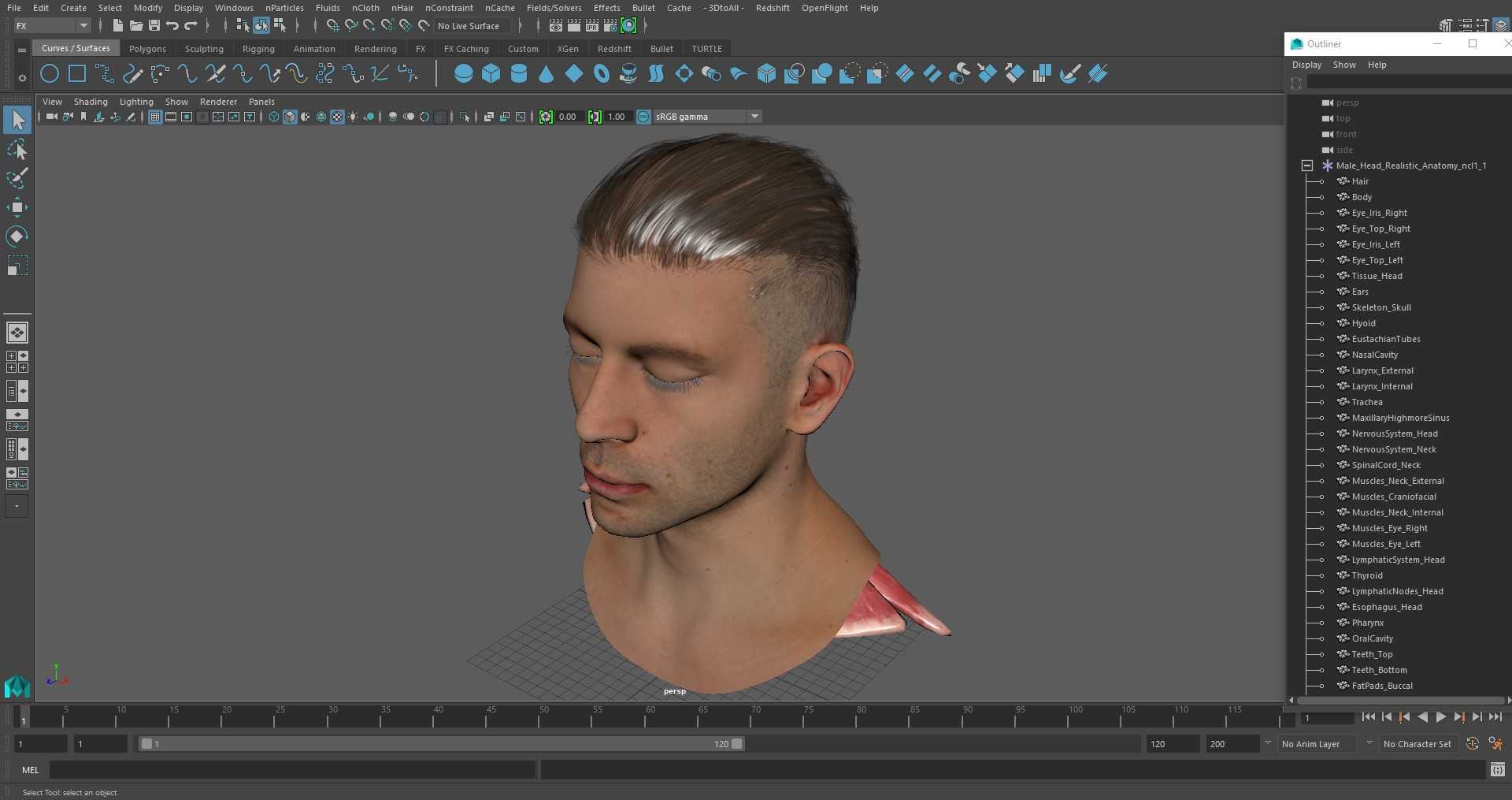 Male Head Realistic Anatomy 3D