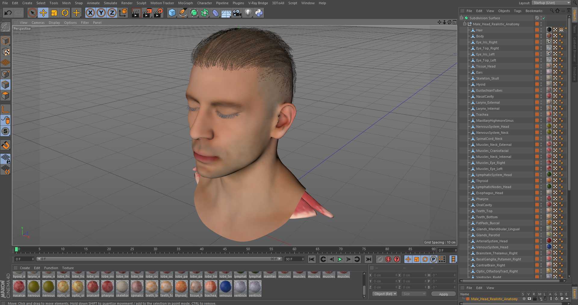 Male Head Realistic Anatomy 3D