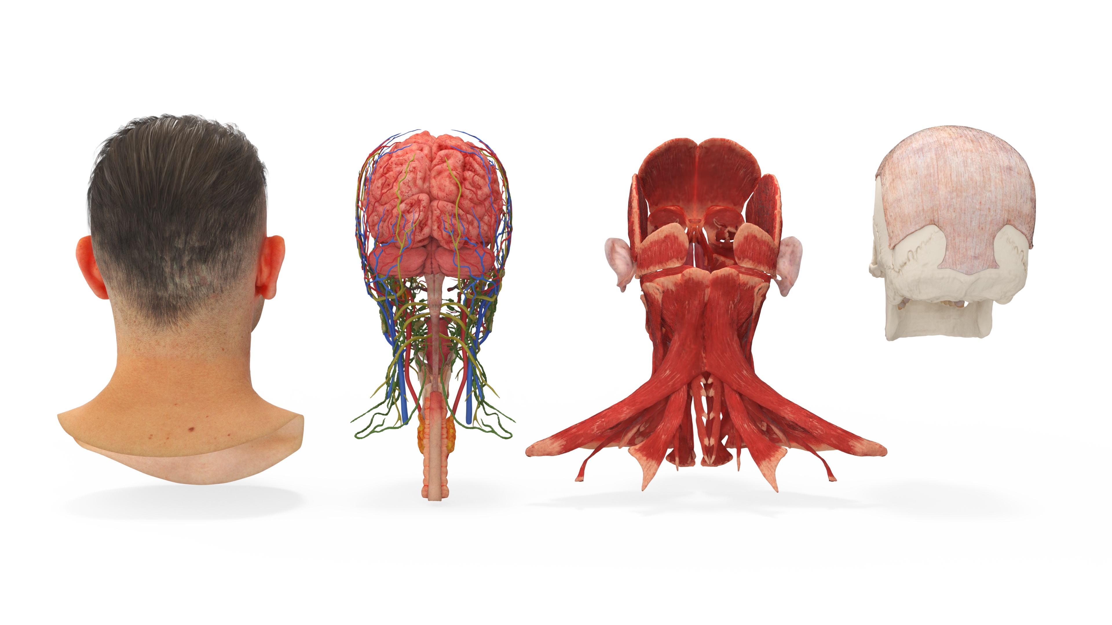 Male Head Realistic Anatomy 3D