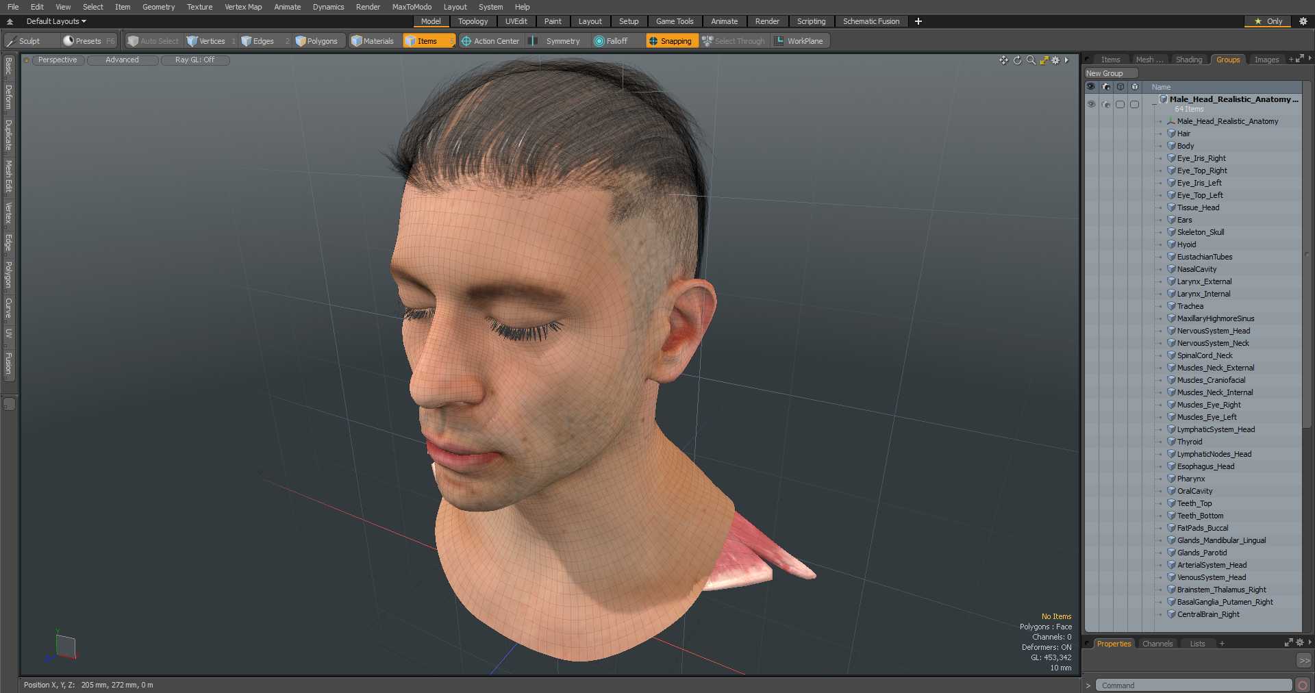 Male Head Realistic Anatomy 3D