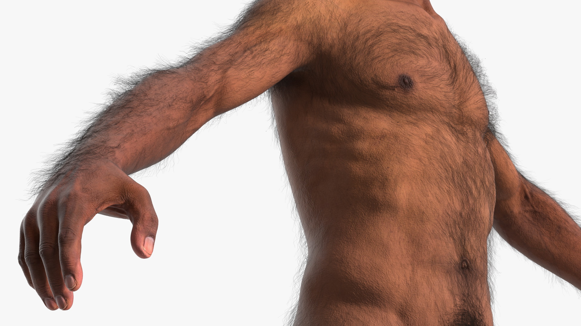 3D Homo Erectus Fur