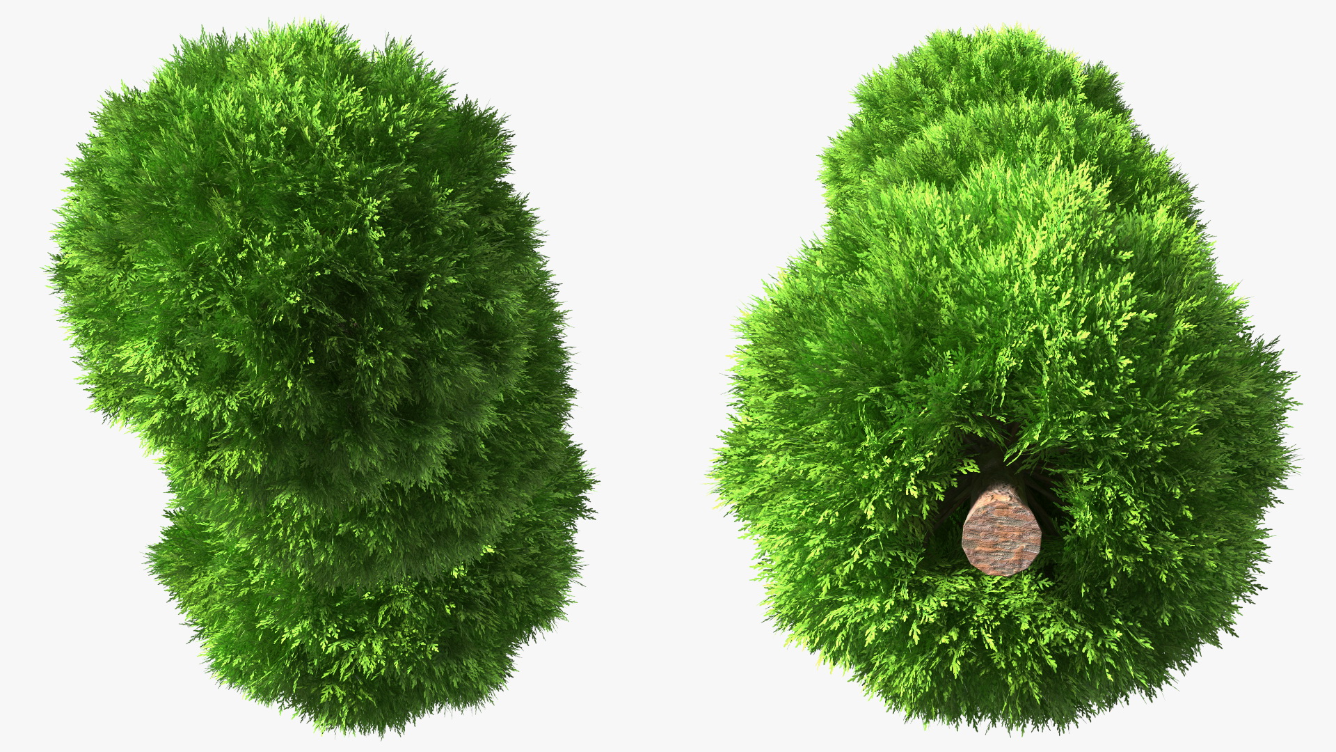 Platycladus Tree Trimmed 3D model