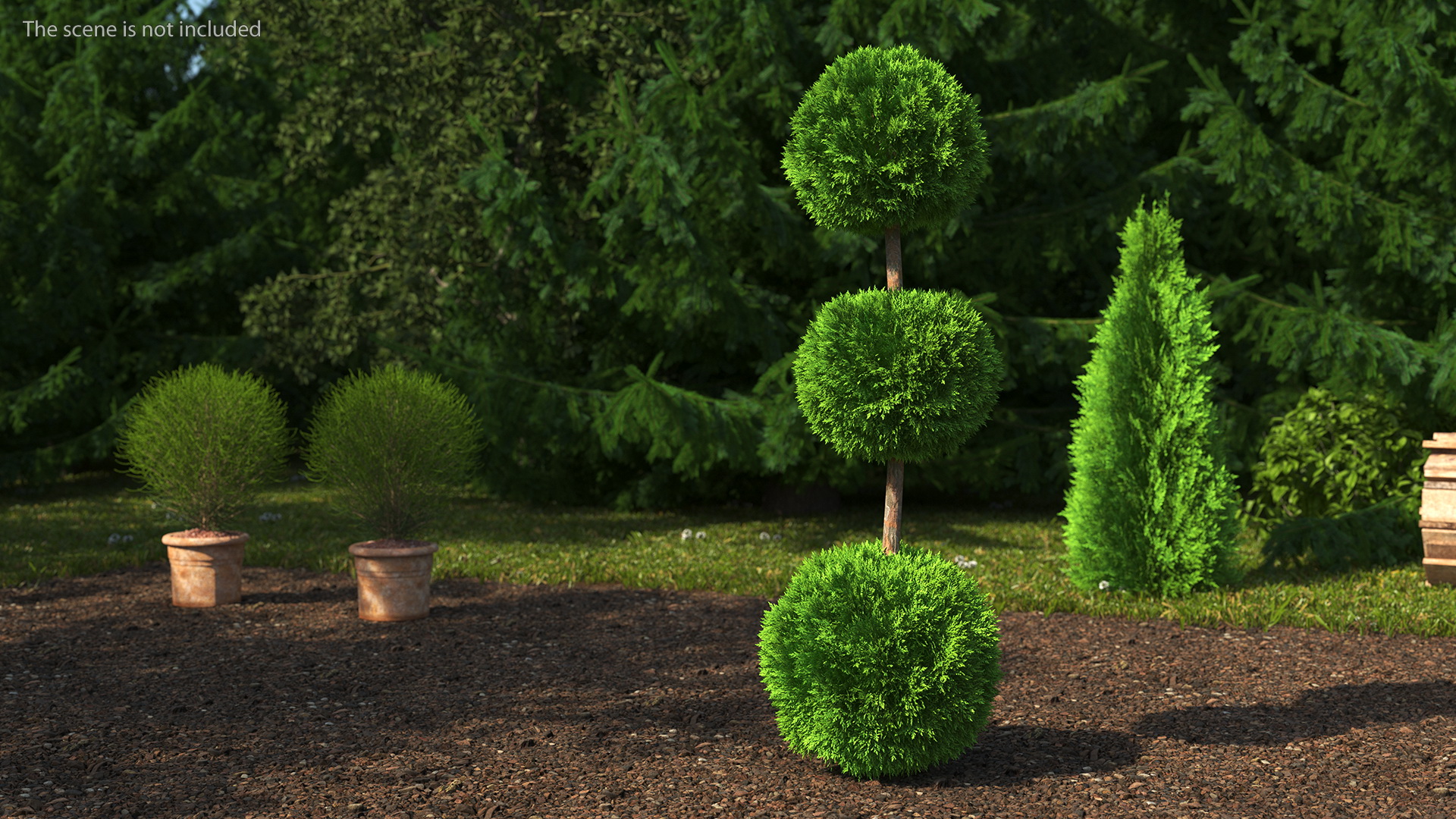 Platycladus Tree Trimmed 3D model