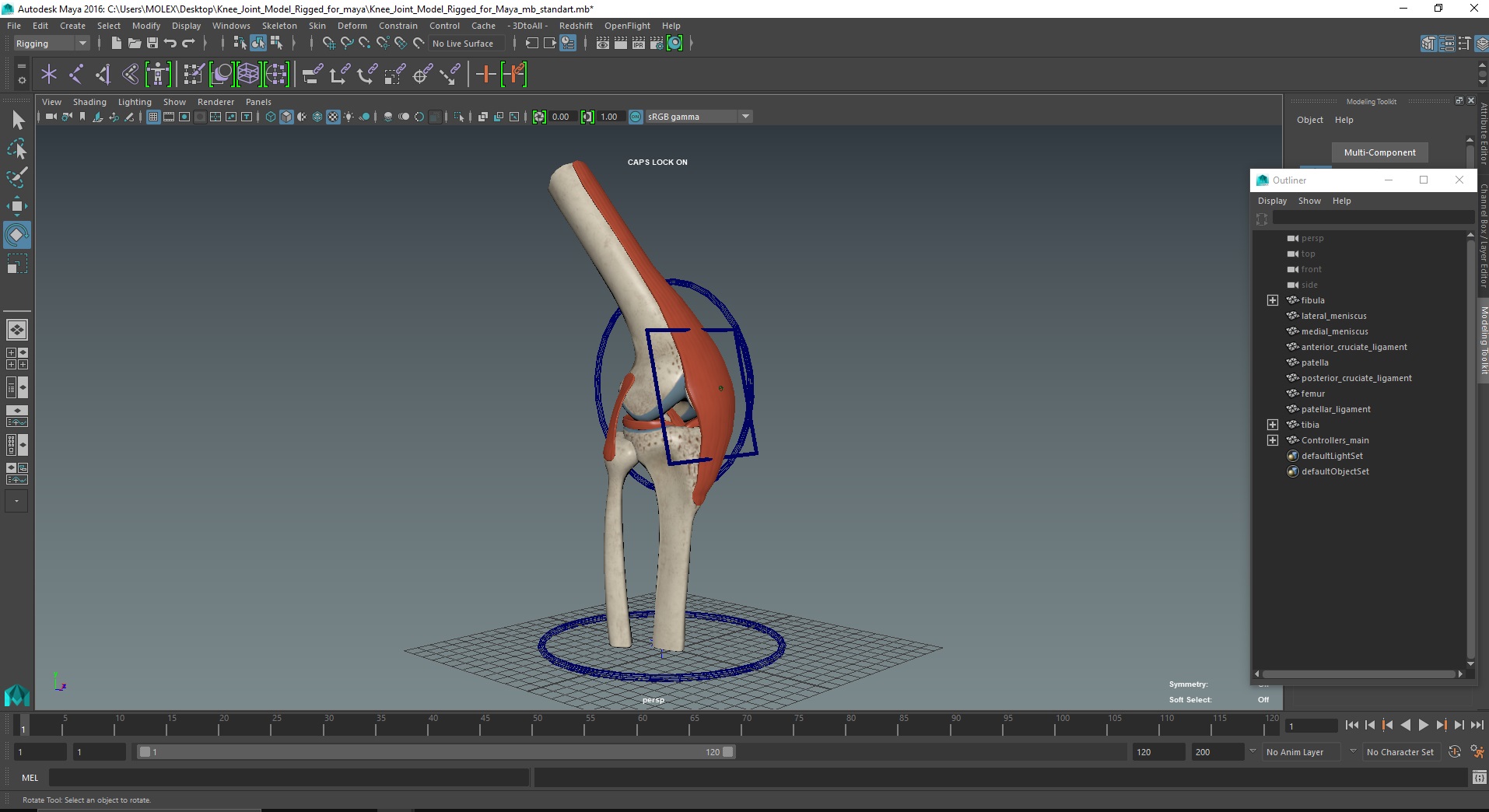 Knee Joint Model Rigged for Maya 3D