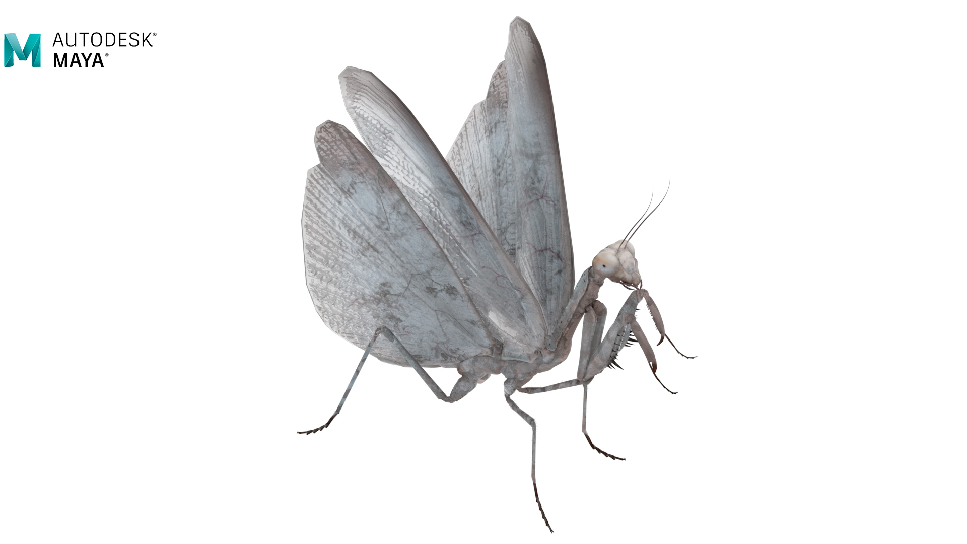 3D Praying Mantis Insect Fur for Vray Fur model