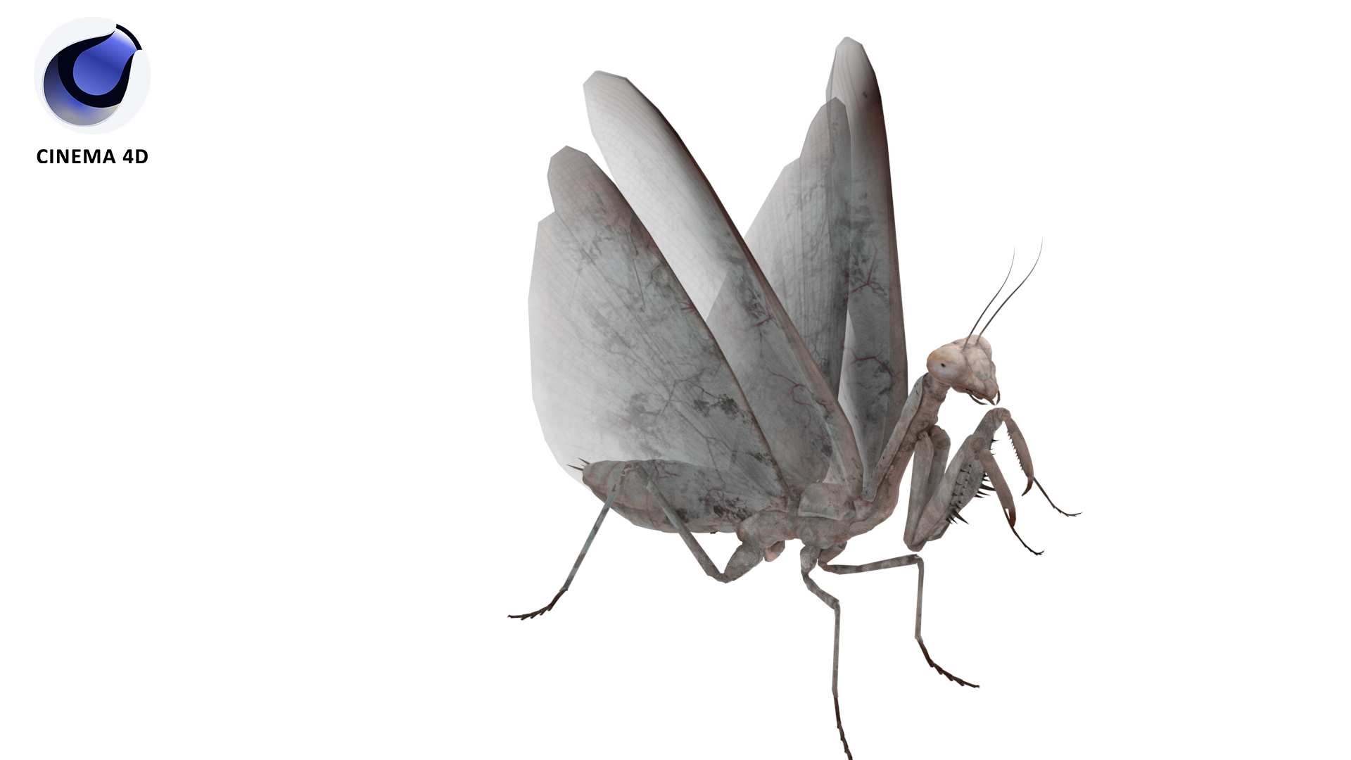 3D Praying Mantis Insect Fur for Vray Fur model