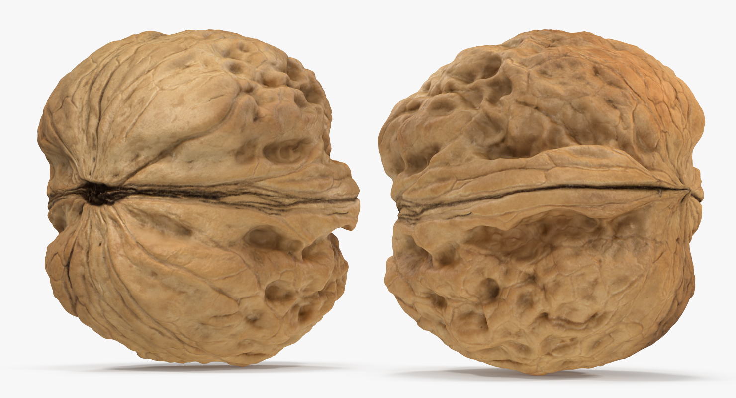 3D model Walnut