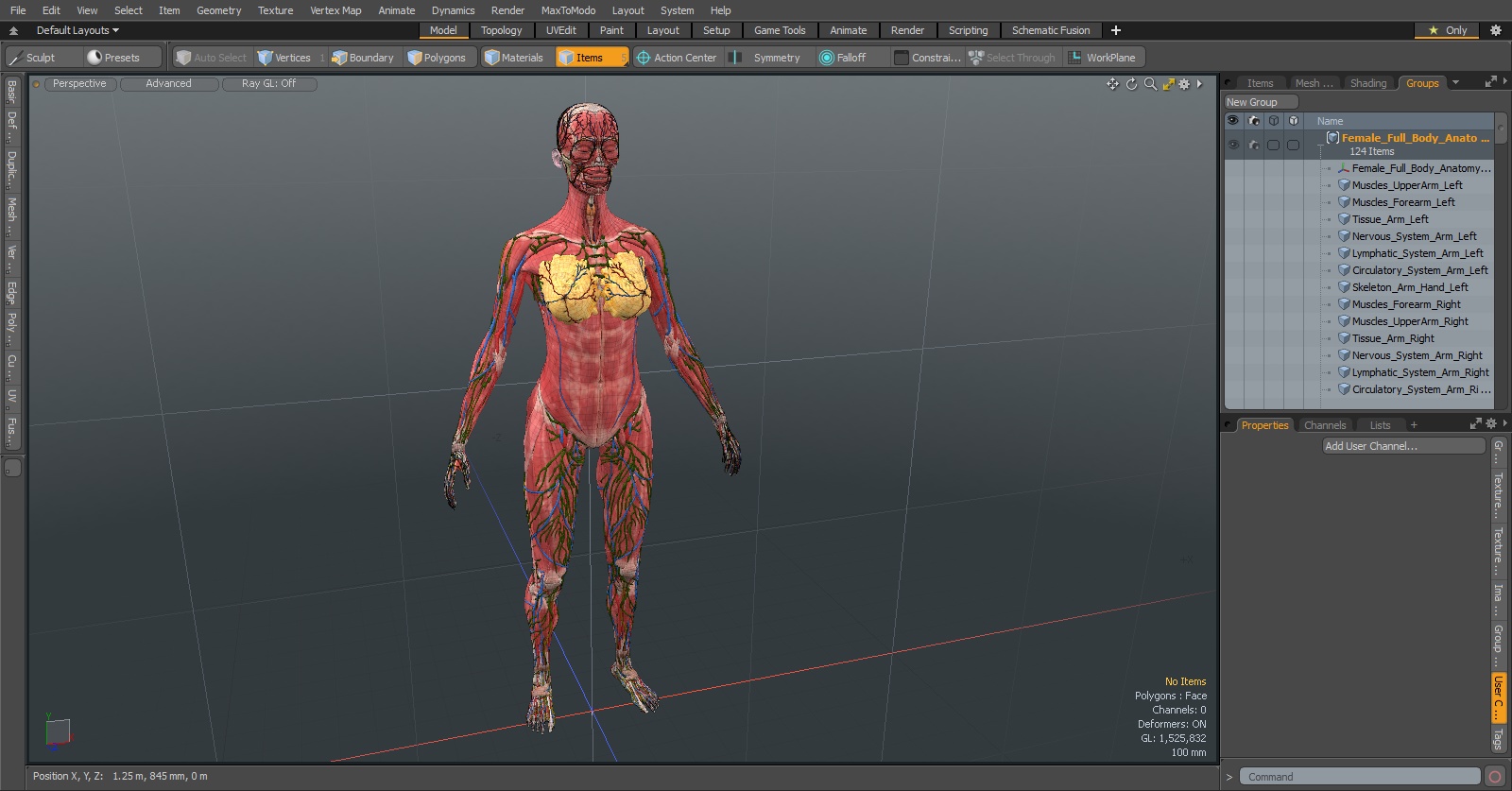 3D Female Full Body Anatomy Skinless model