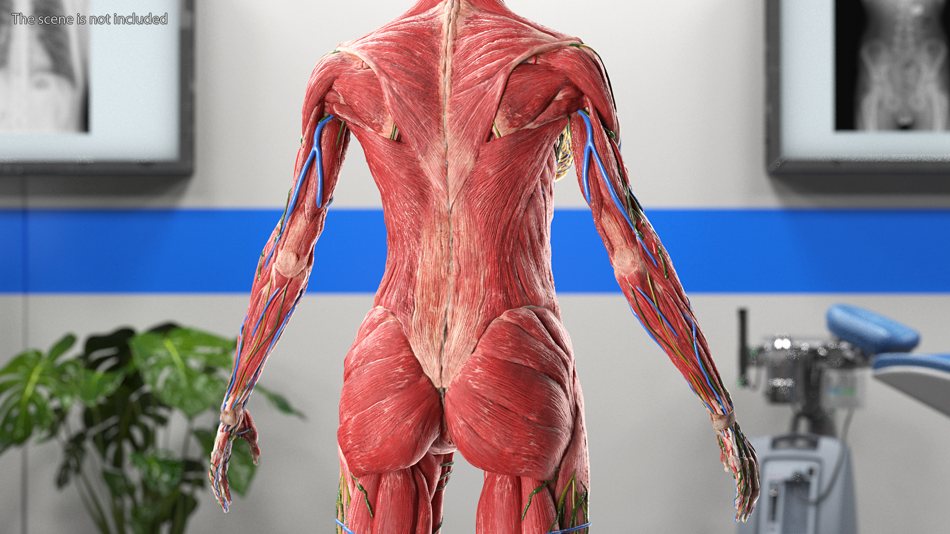 3D Female Full Body Anatomy Skinless model