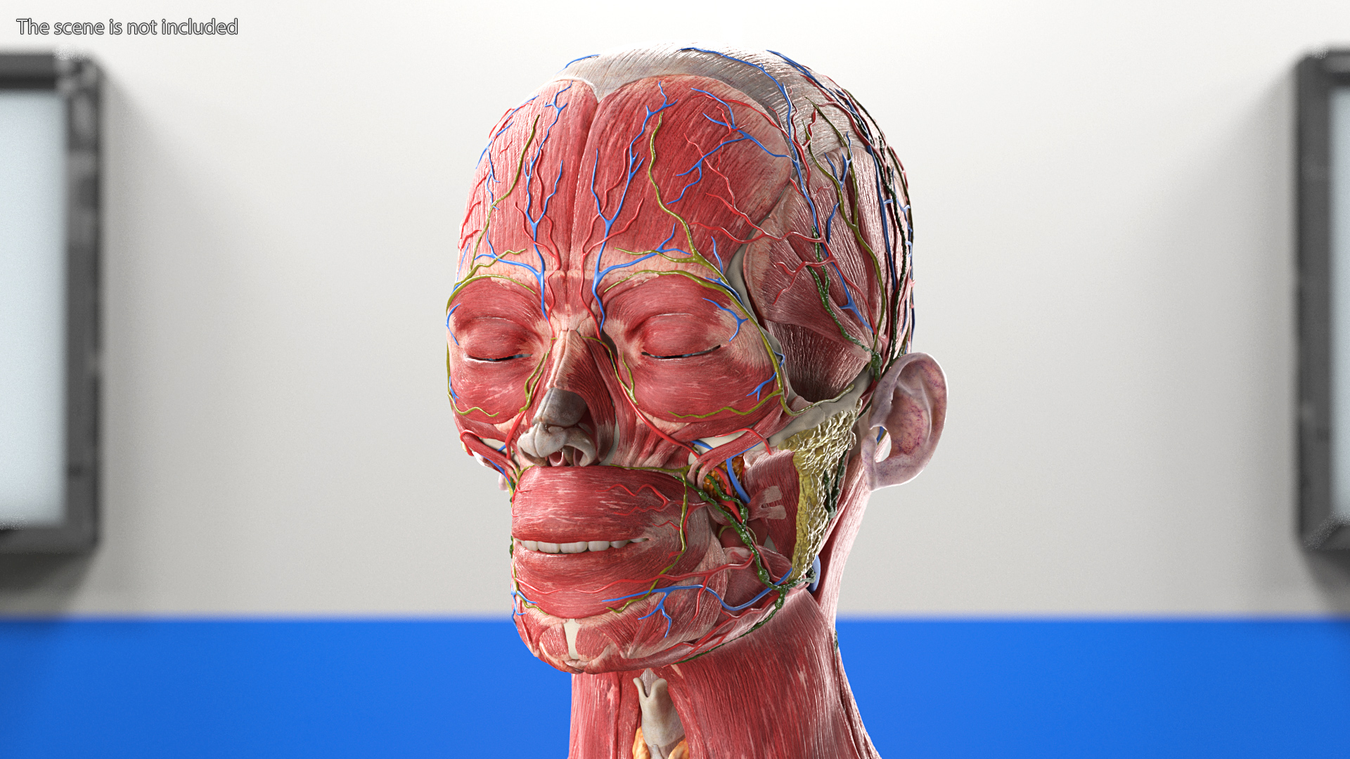 3D Female Full Body Anatomy Skinless model