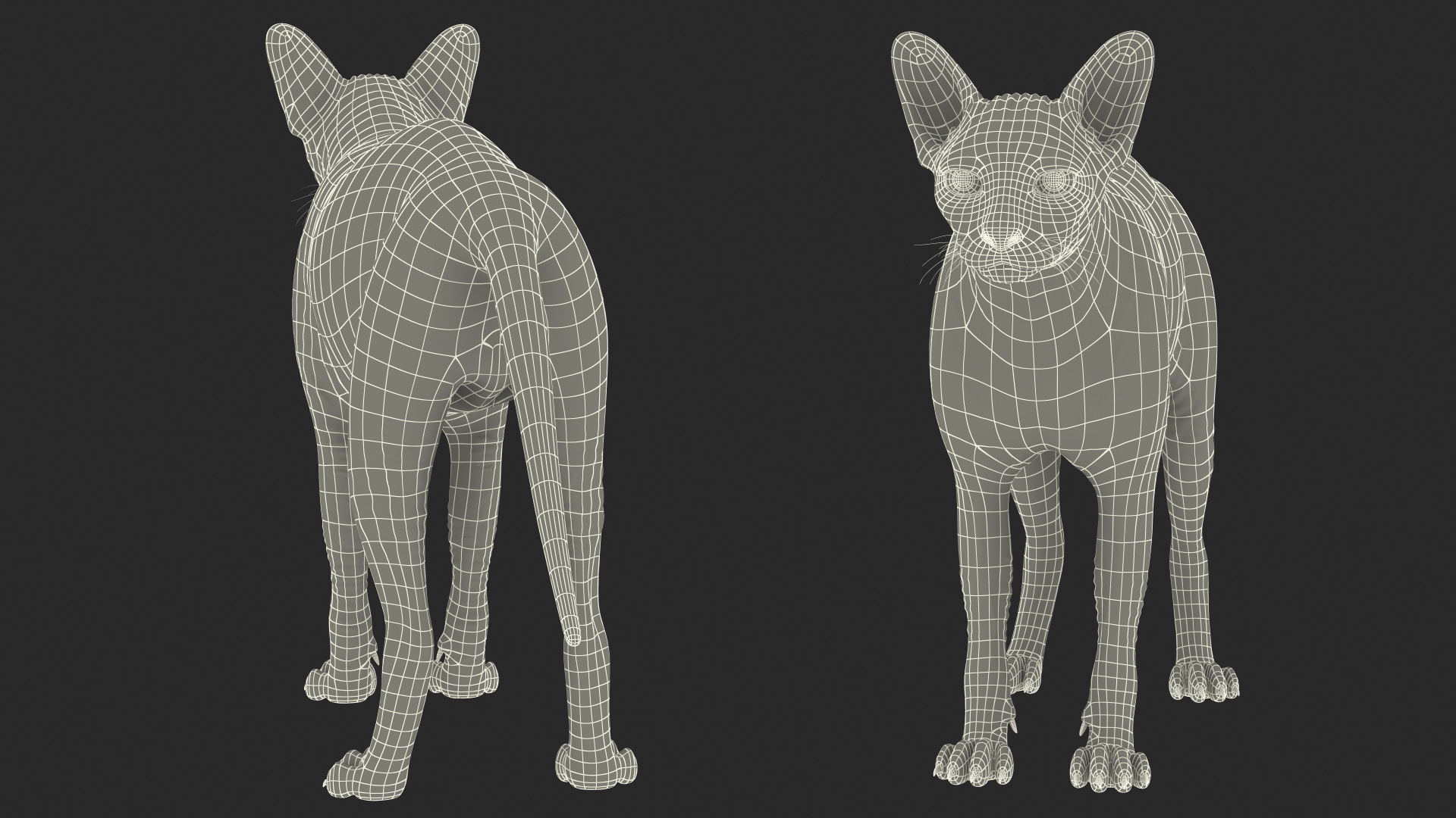 Sphynx Cat with Heterochromia 3D model