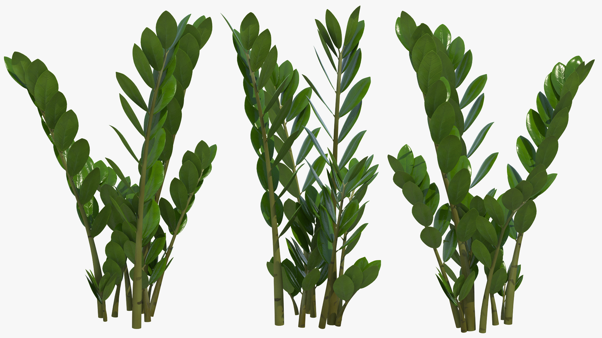 3D Fern Arum Zamioculcas