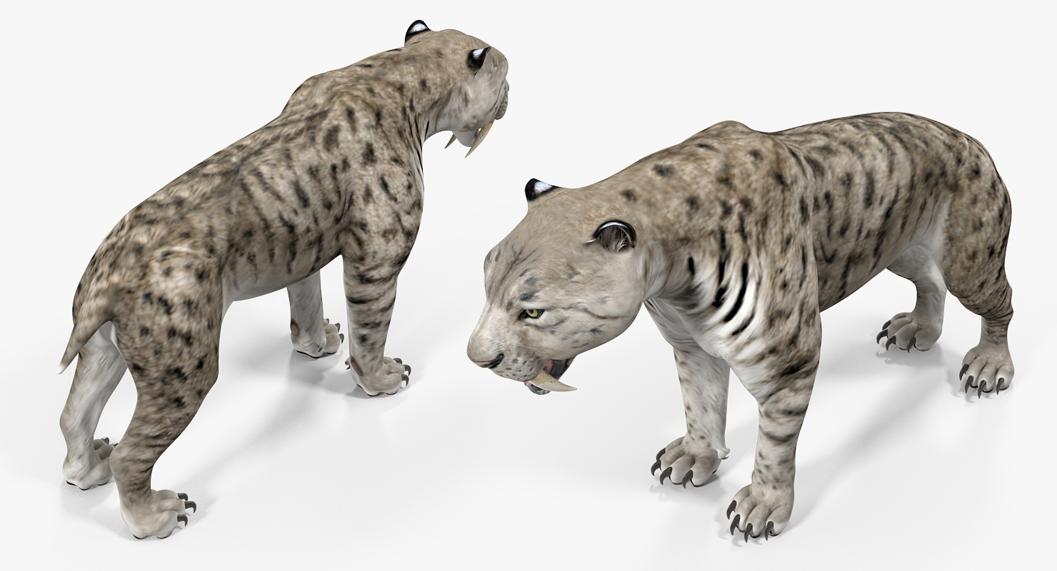 Arctic Saber Tooth Cat 3D