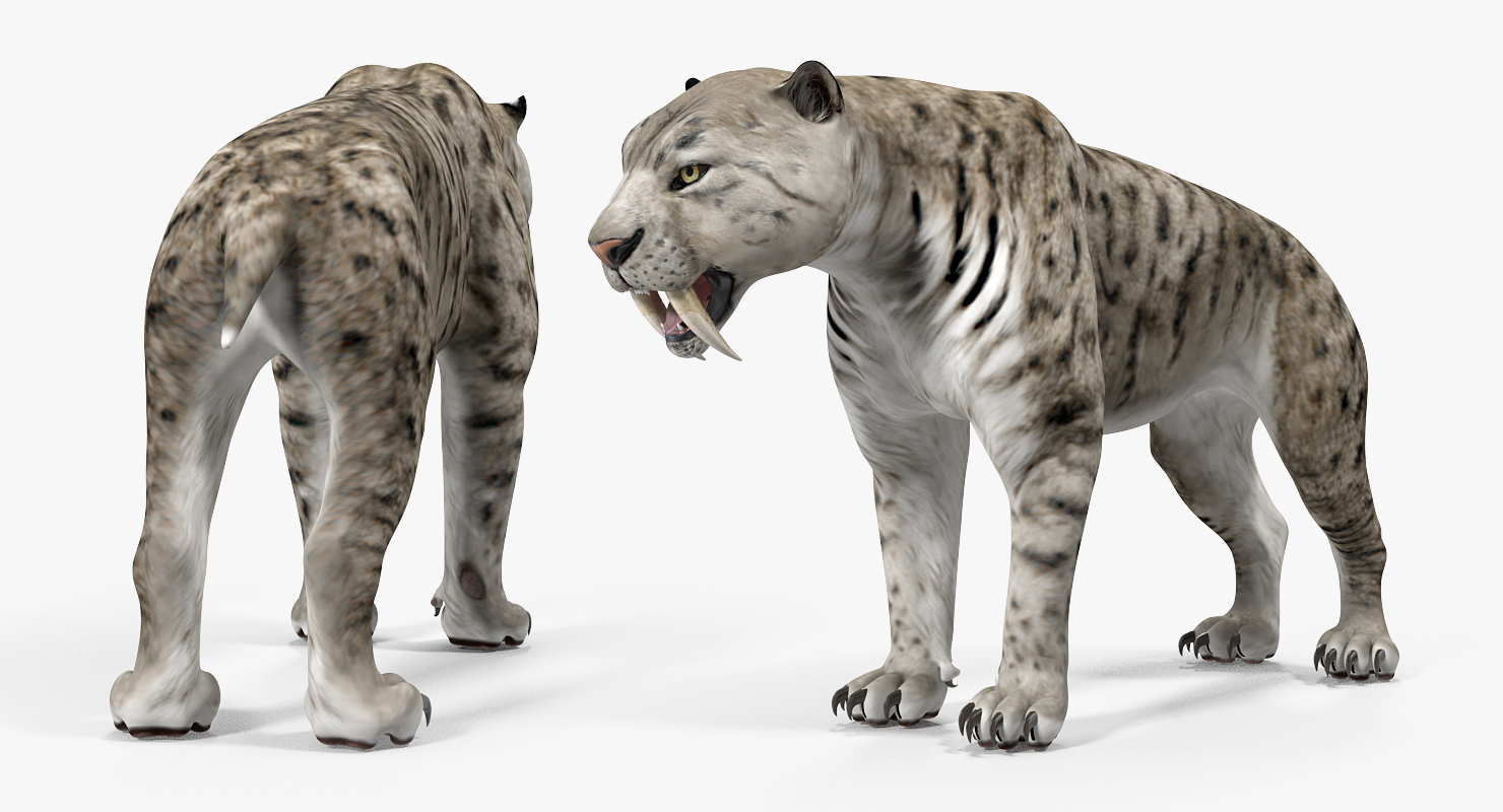 Arctic Saber Tooth Cat 3D