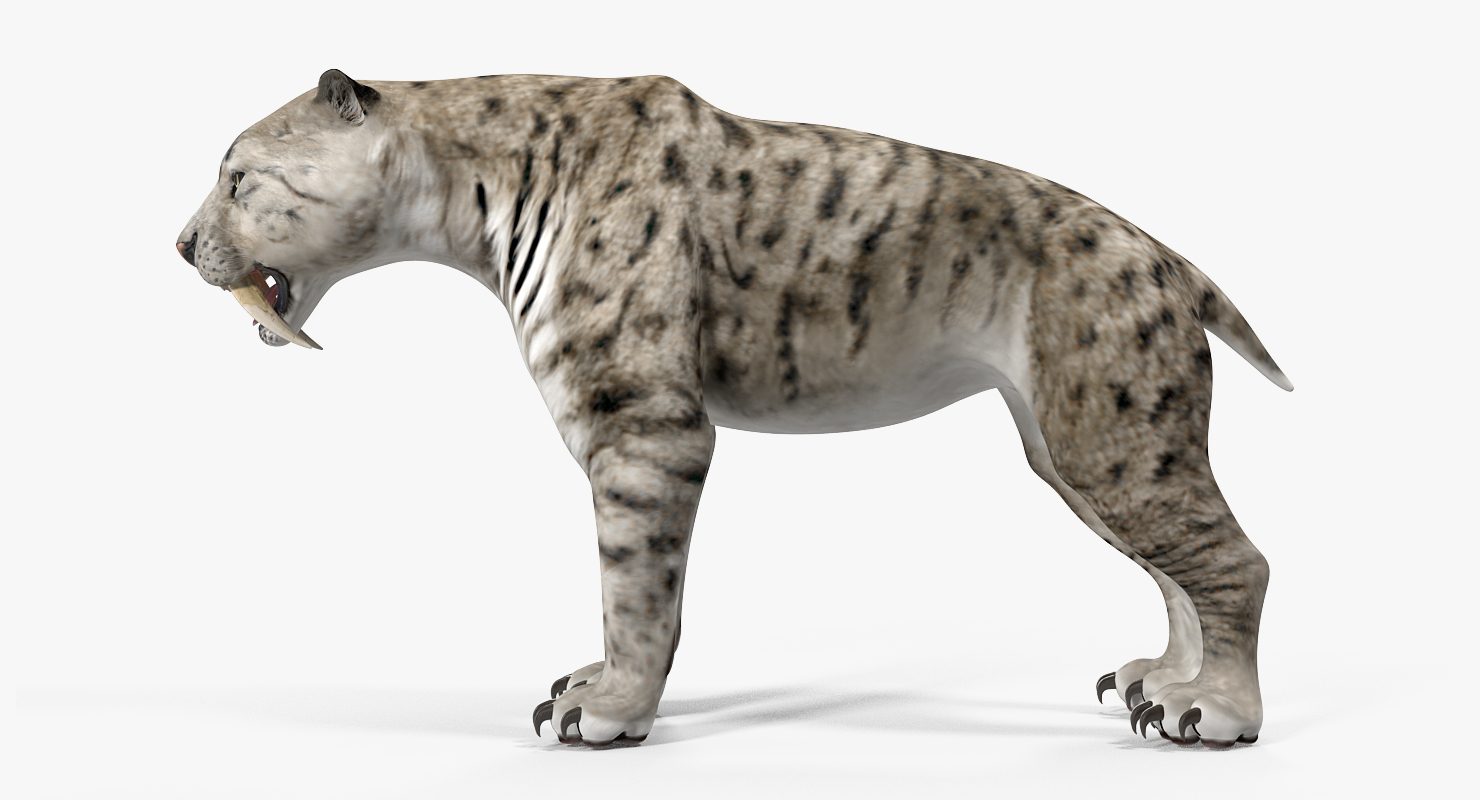 Arctic Saber Tooth Cat 3D