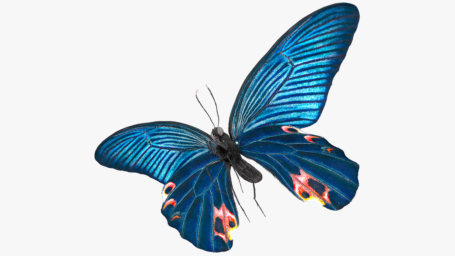 3D Animated Papilio Protenor Butterfly Male Flapping Wings Fur Rigged