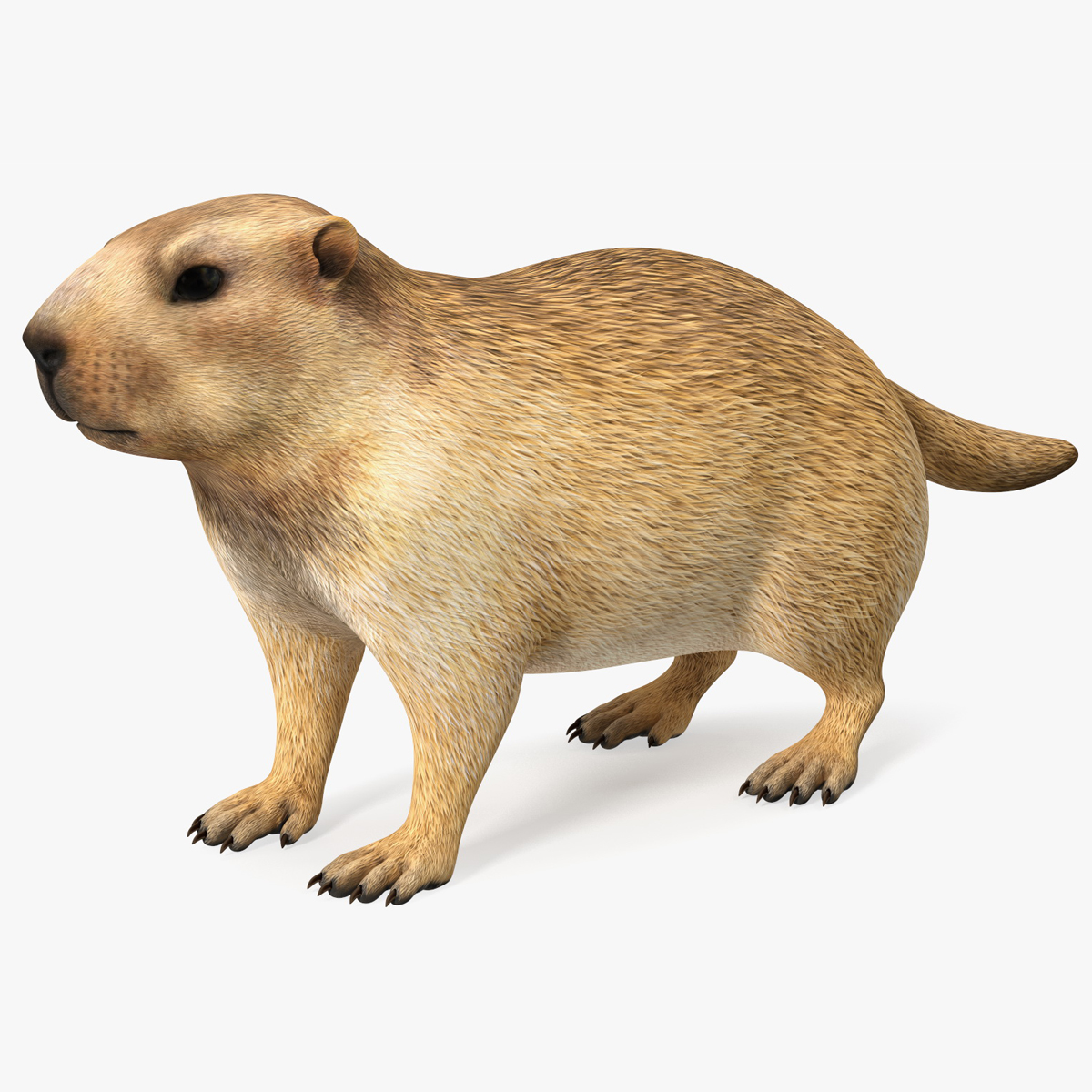 Marmot Rigged for Maya 3D