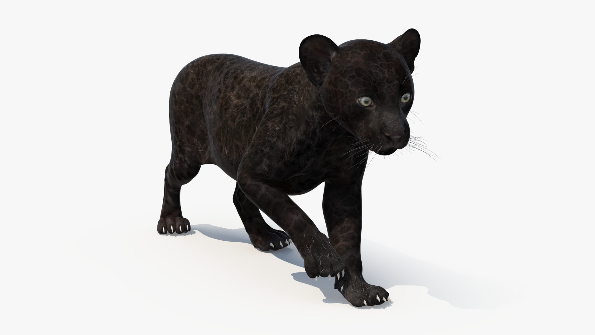 3D Panther Cub Rigged model