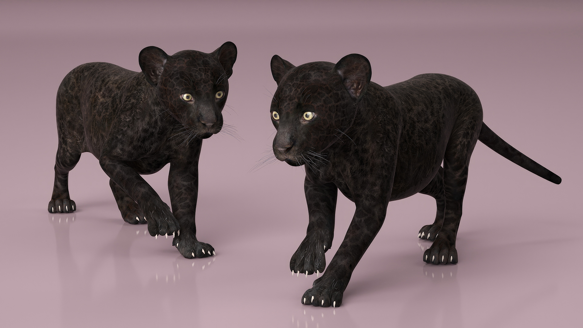 3D Panther Cub Rigged model