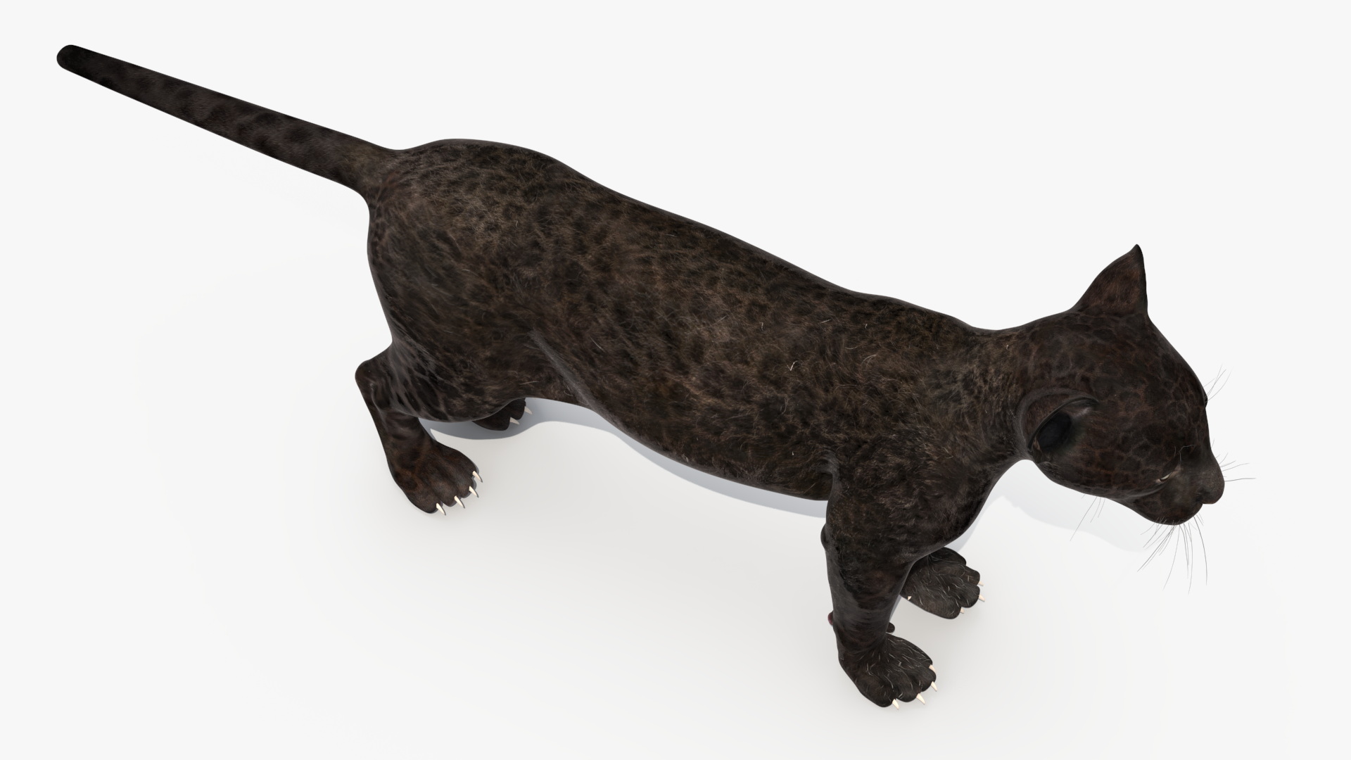 3D Panther Cub Rigged model