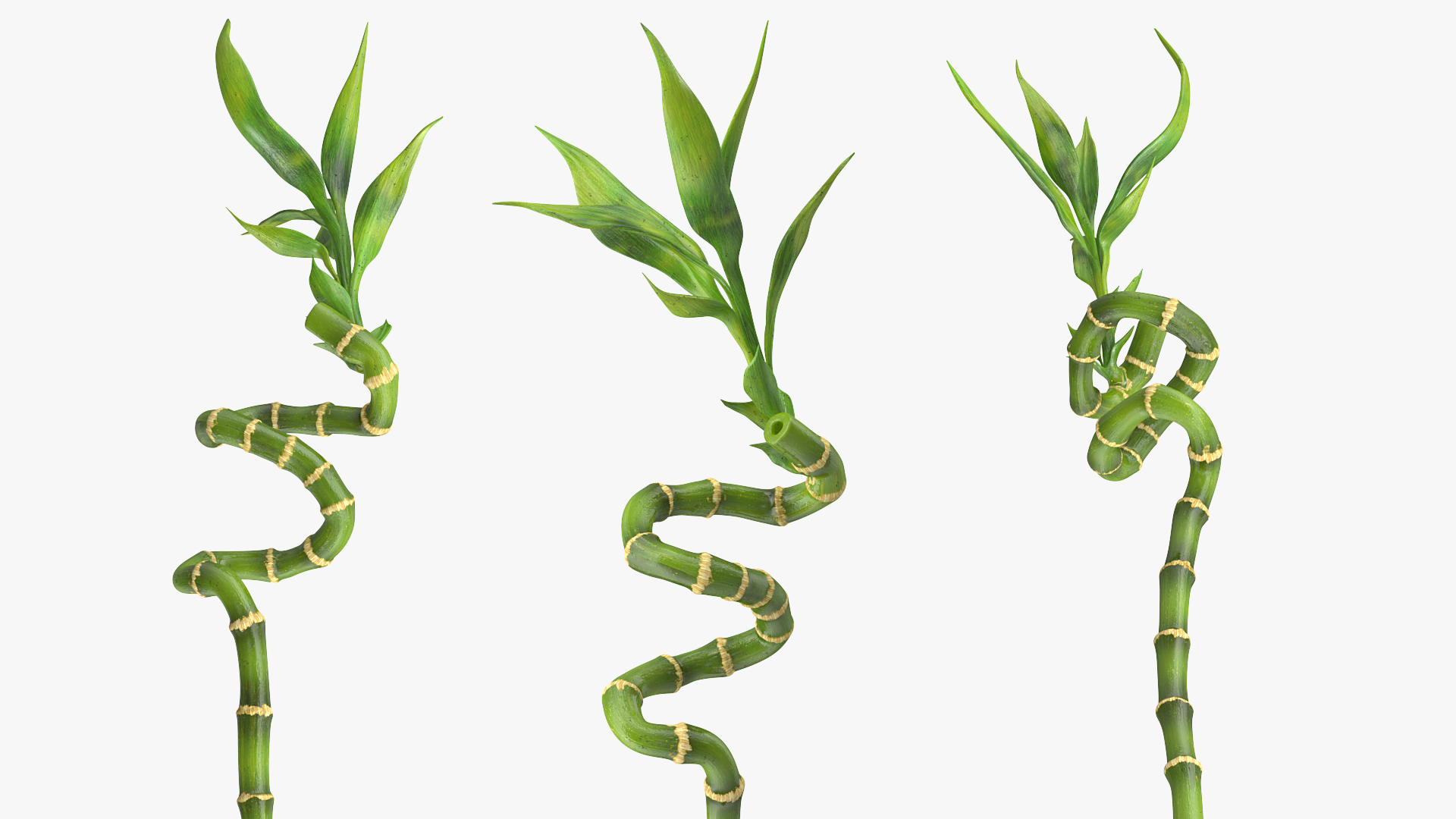 Lucky Bamboo Stem 3D