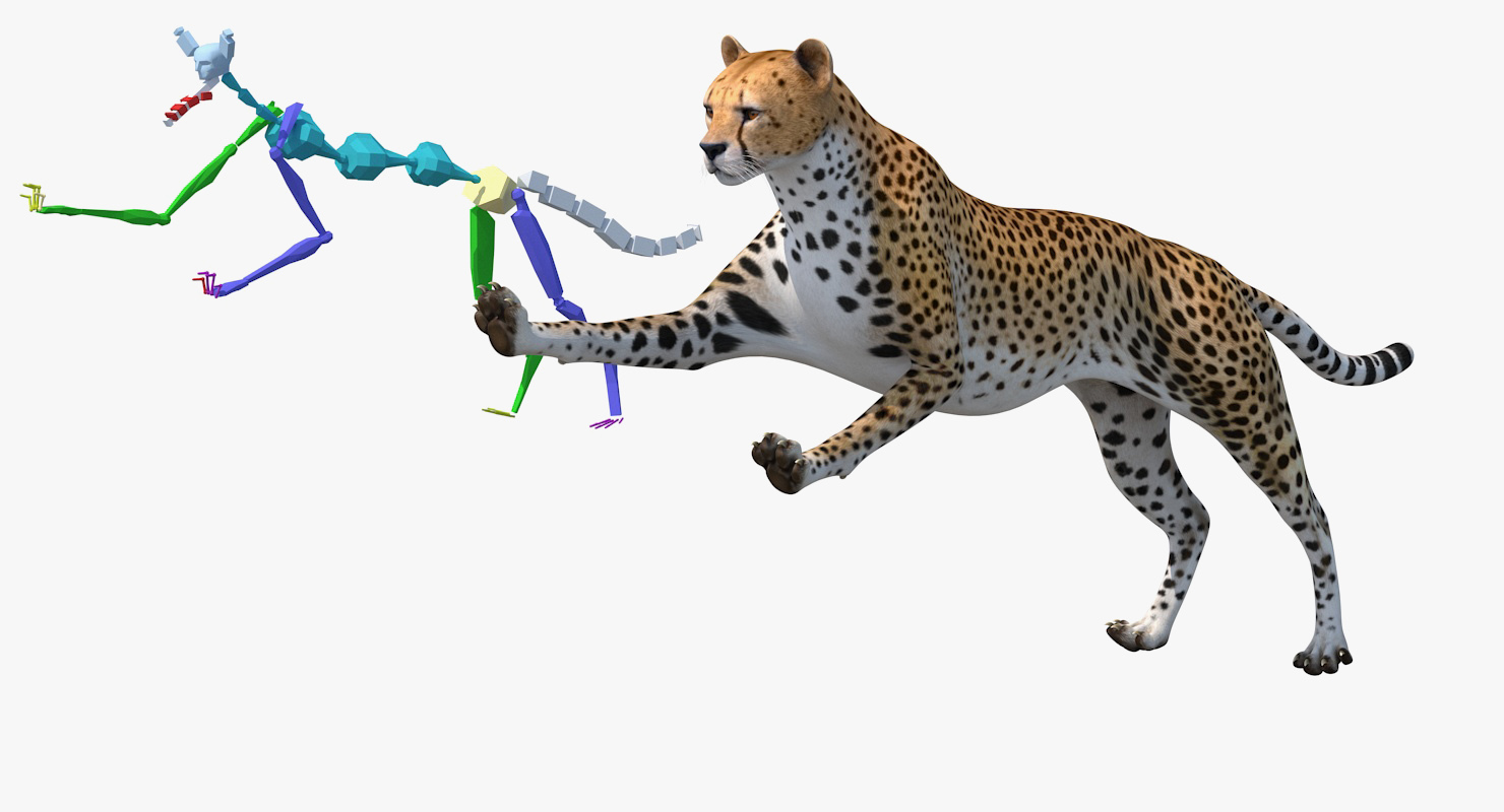 Cheetah Rigged 3D model