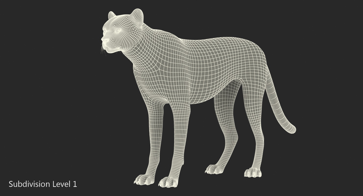 Cheetah Rigged 3D model