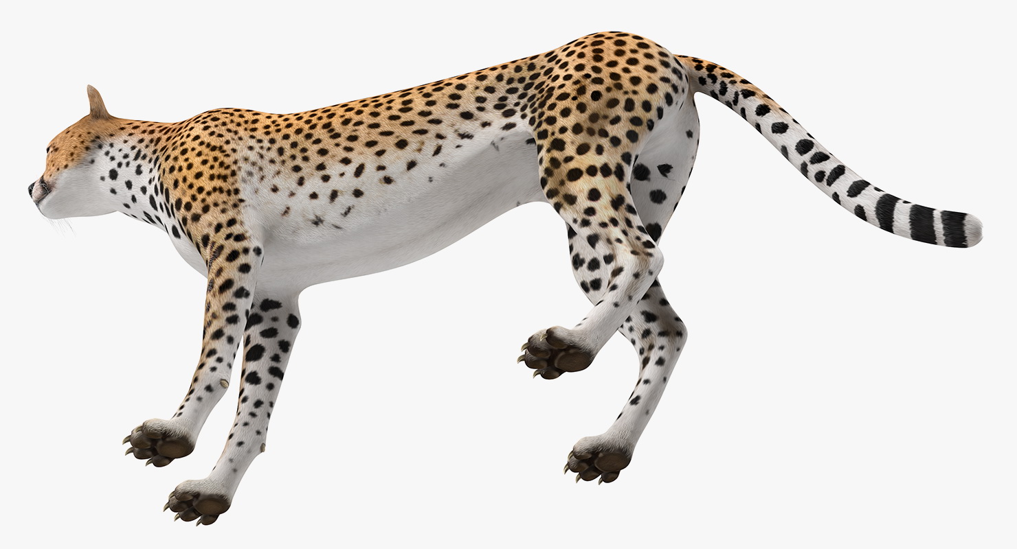 Cheetah Rigged 3D model