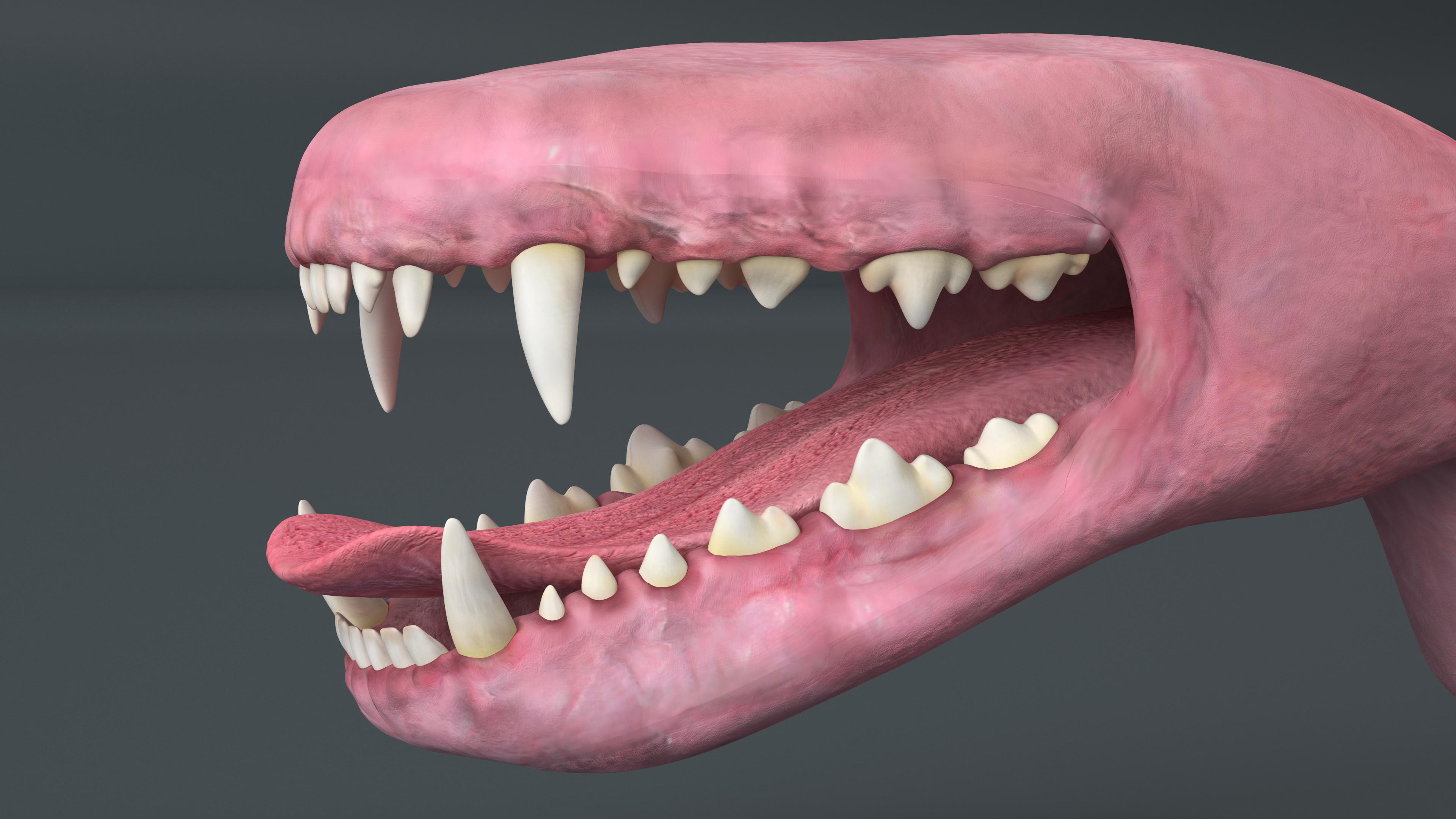 3D Dog Jaw Anatomic