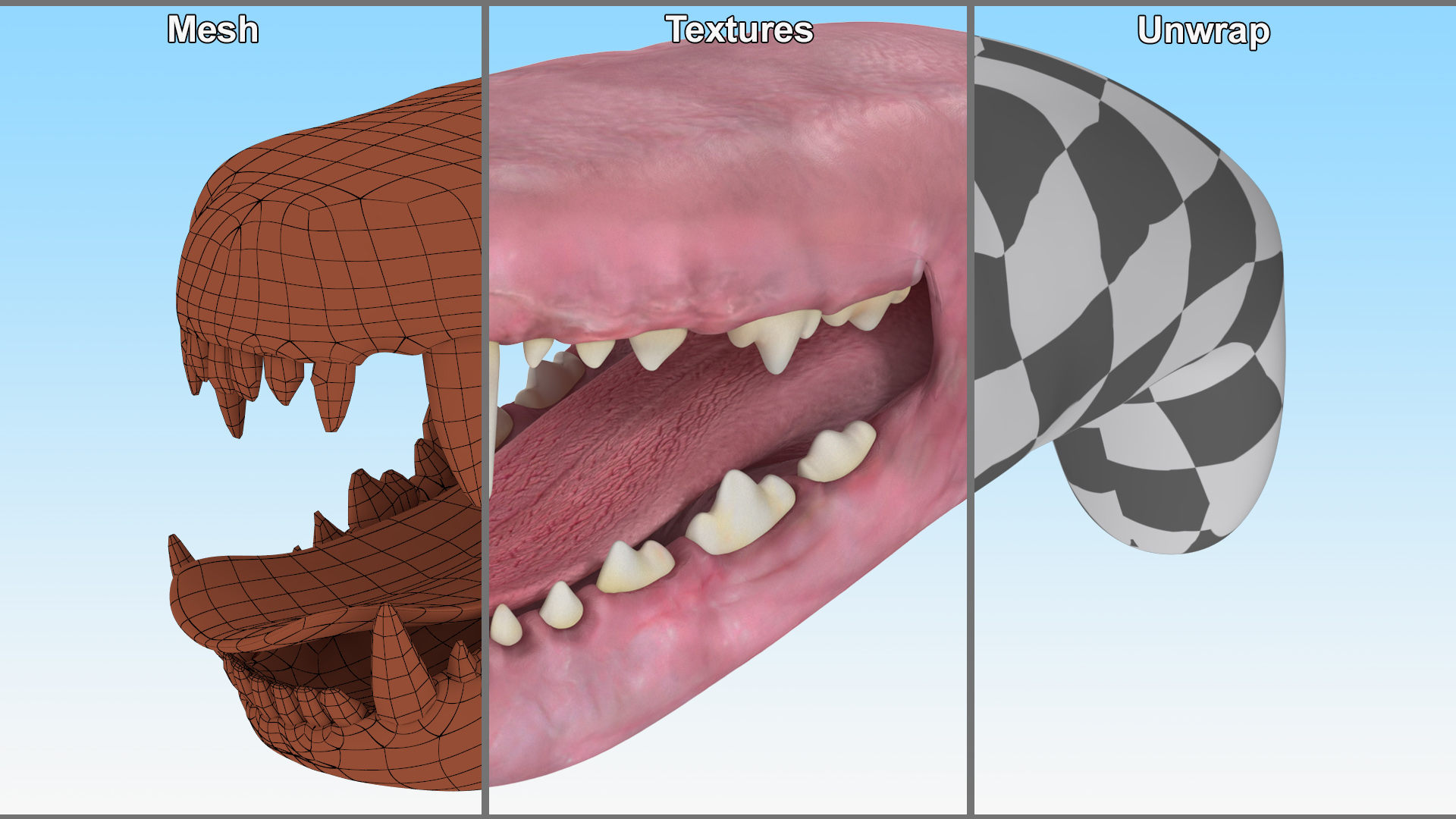 3D Dog Jaw Anatomic