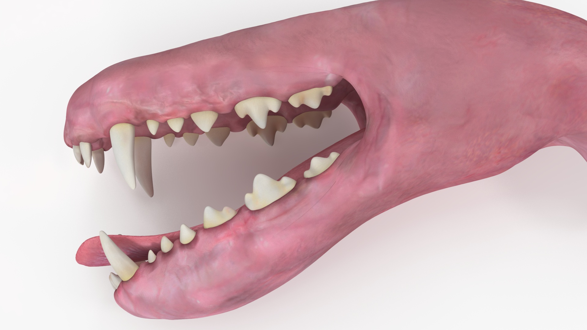 3D Dog Jaw Anatomic