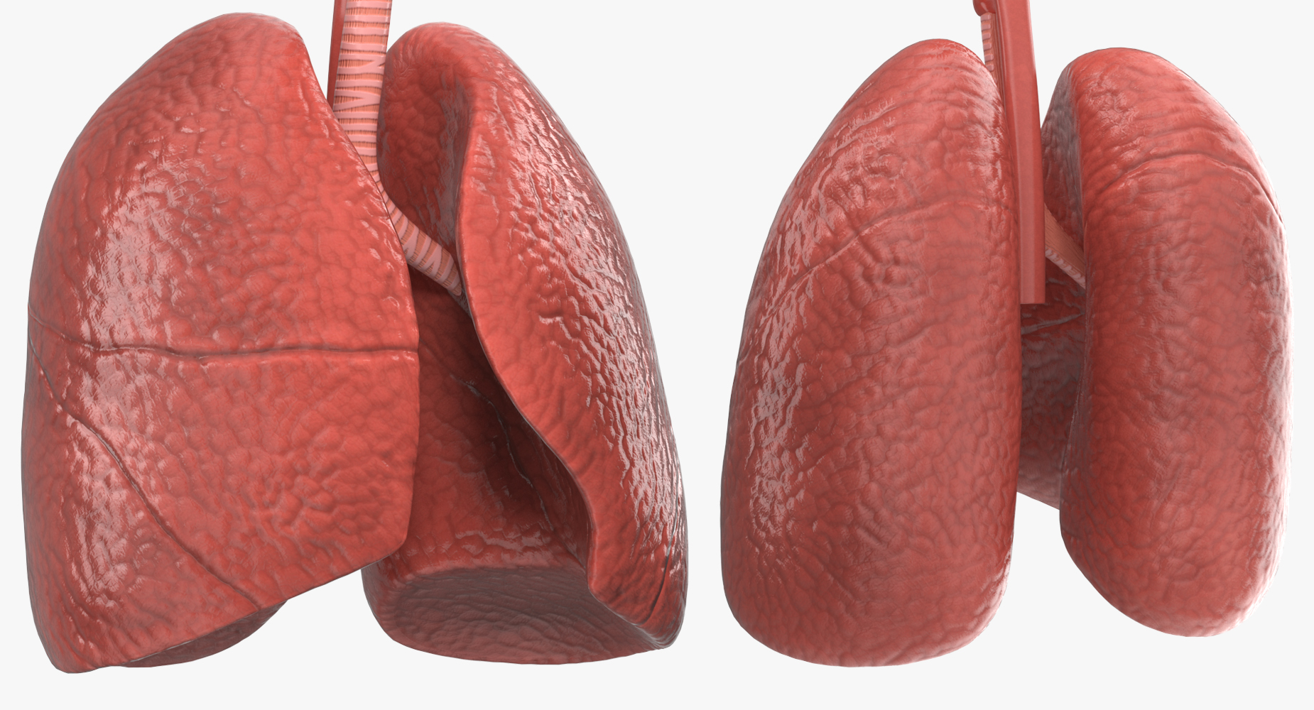 Human Respiratory System 3D model