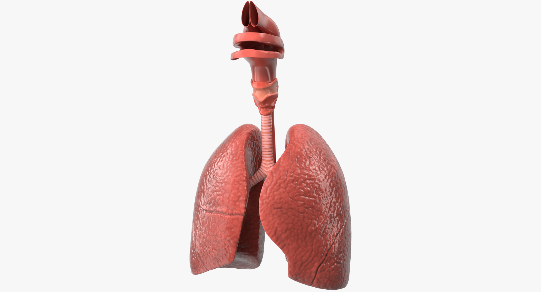 Human Respiratory System 3D model