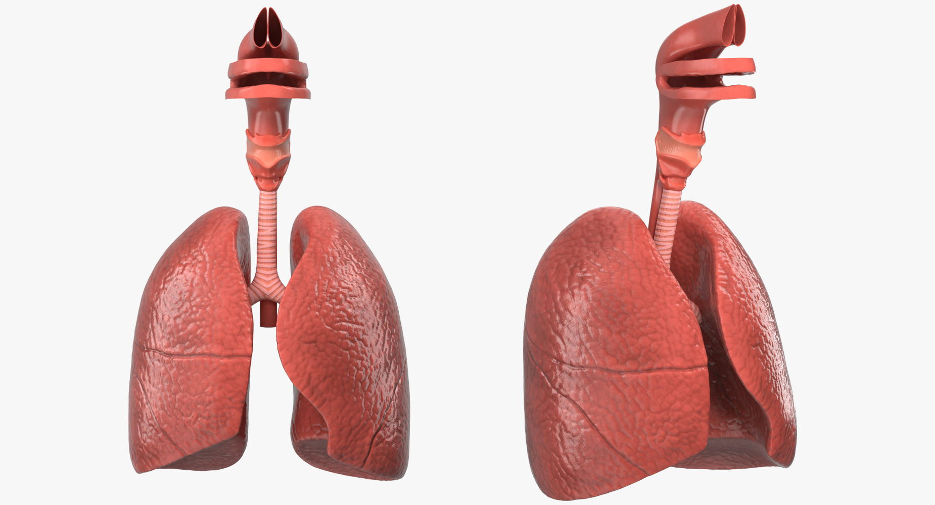 Human Respiratory System 3D model