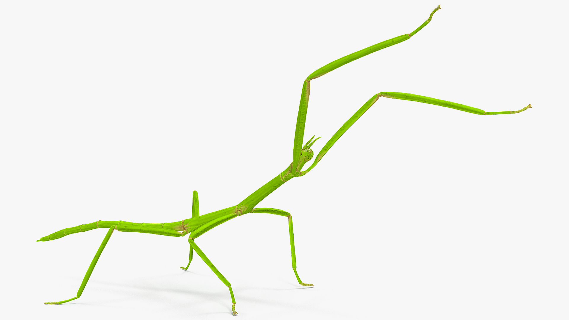 3D model Stick Insect Green Attack Pose