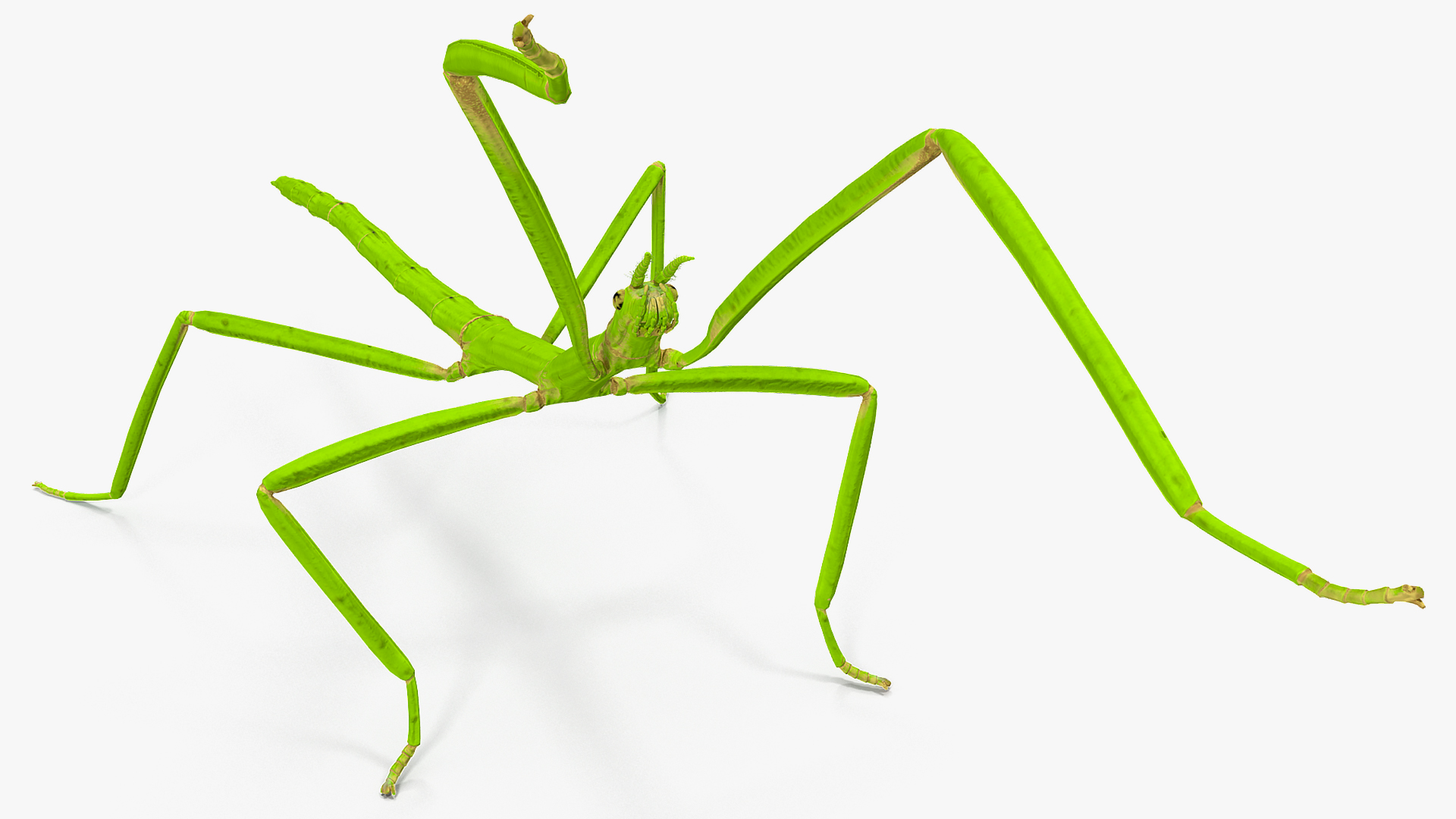 3D model Stick Insect Green Attack Pose