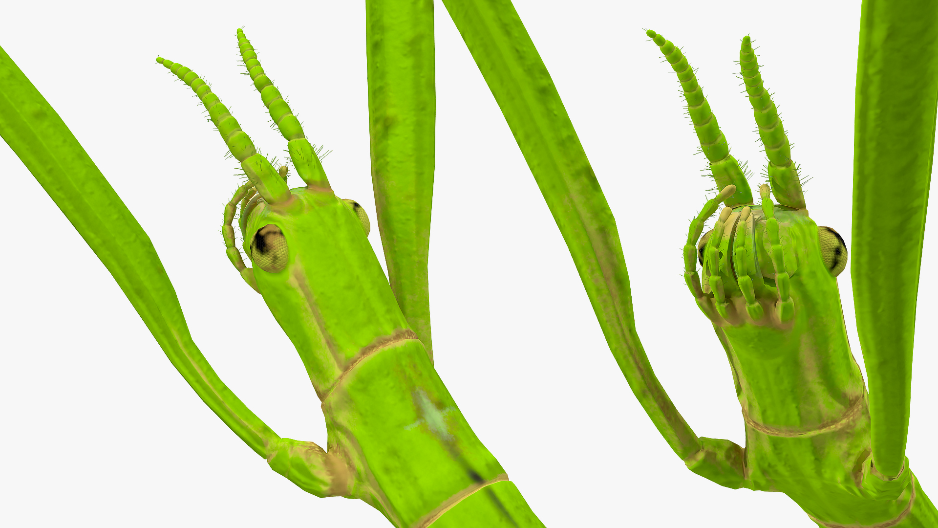 3D model Stick Insect Green Attack Pose