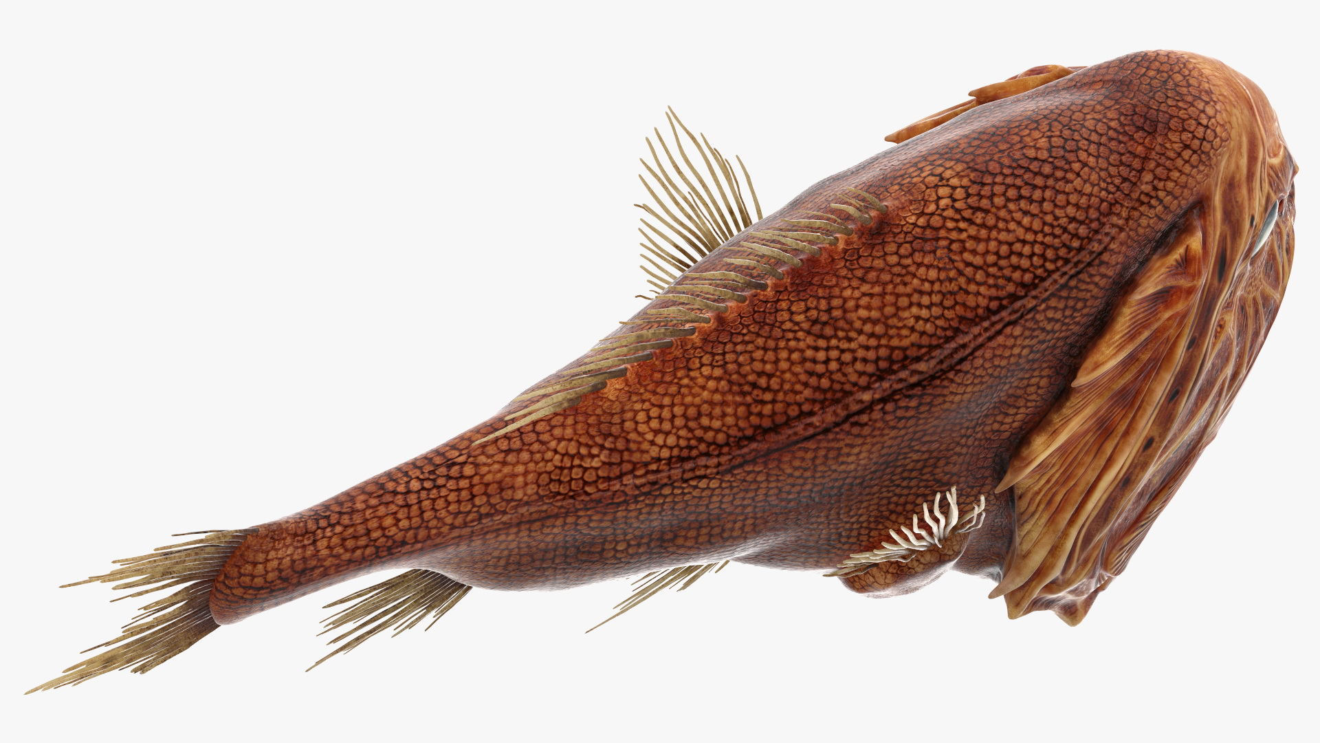 3D Common Fangtooth Fish