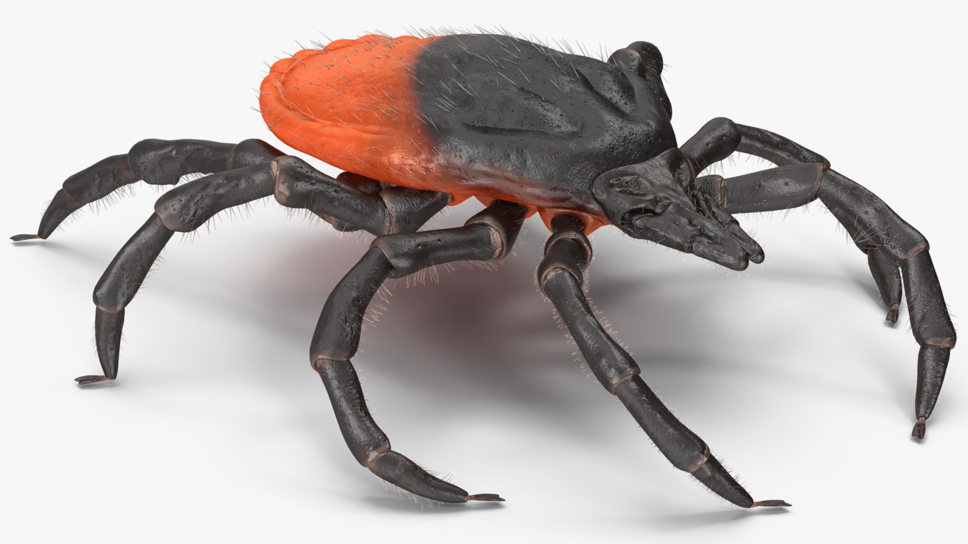 3D model Tick Fur