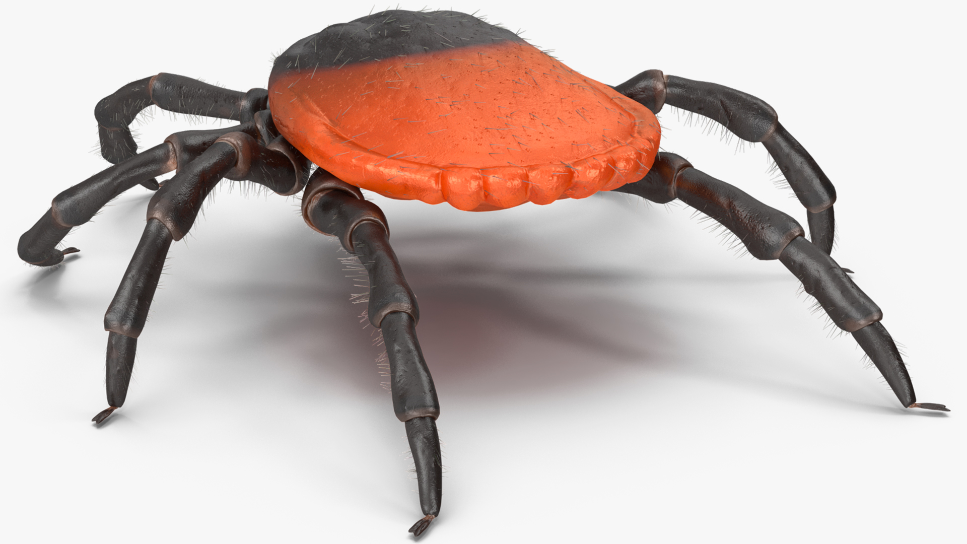 3D model Tick Fur