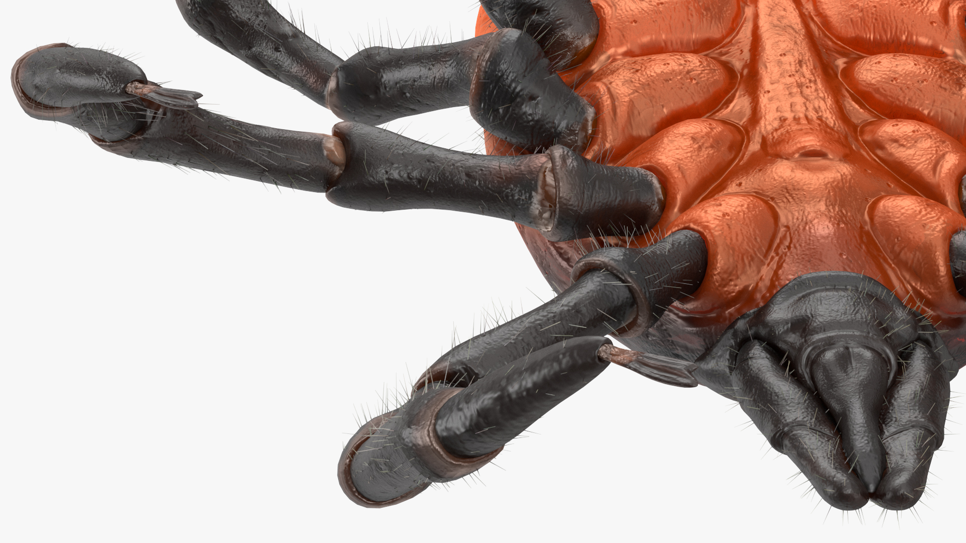 3D model Tick Fur