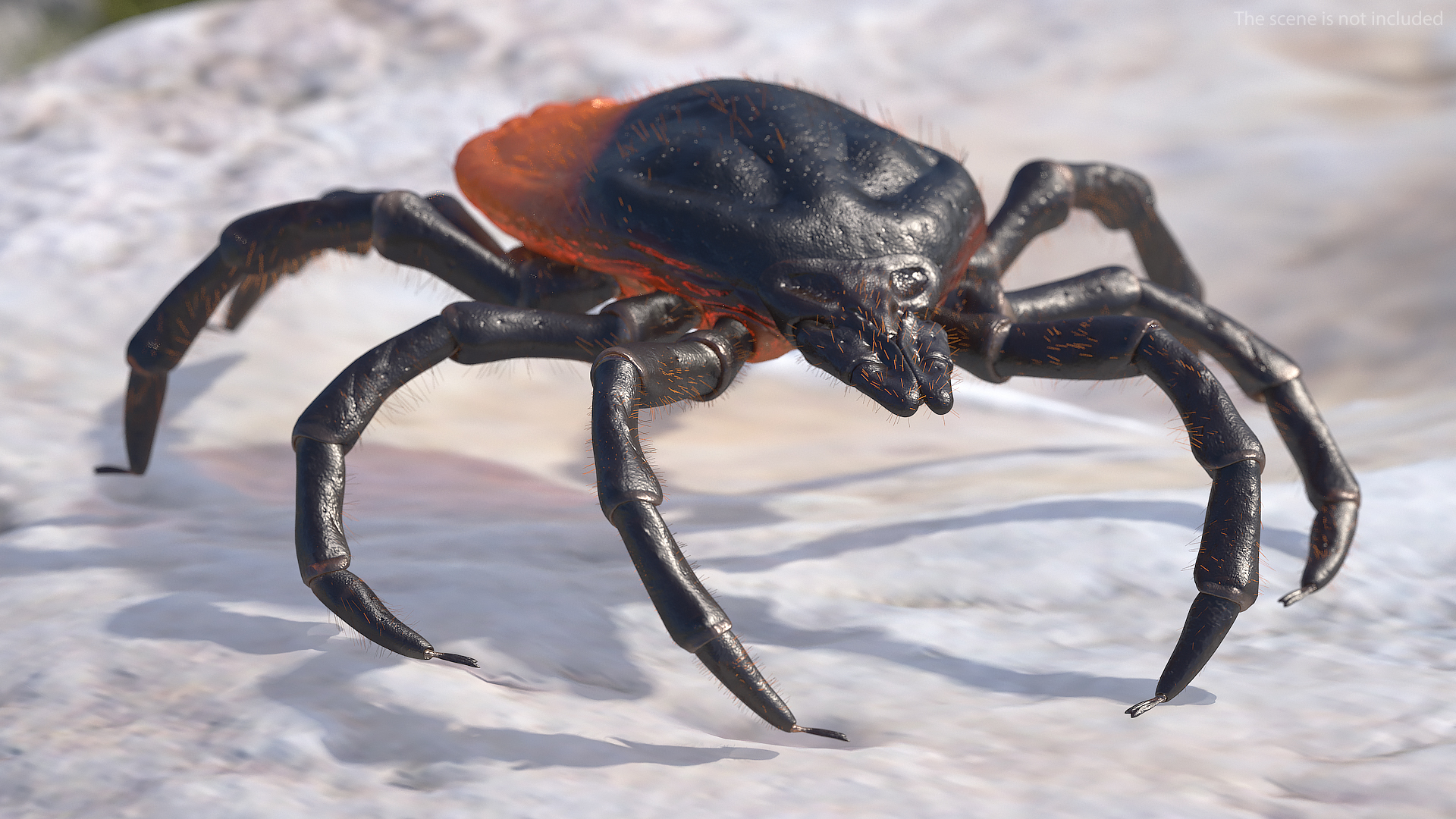 3D model Tick Fur