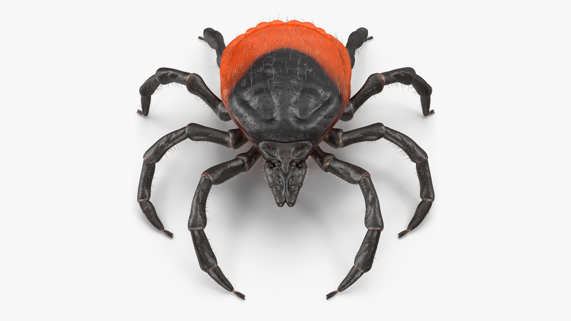 3D model Tick Fur