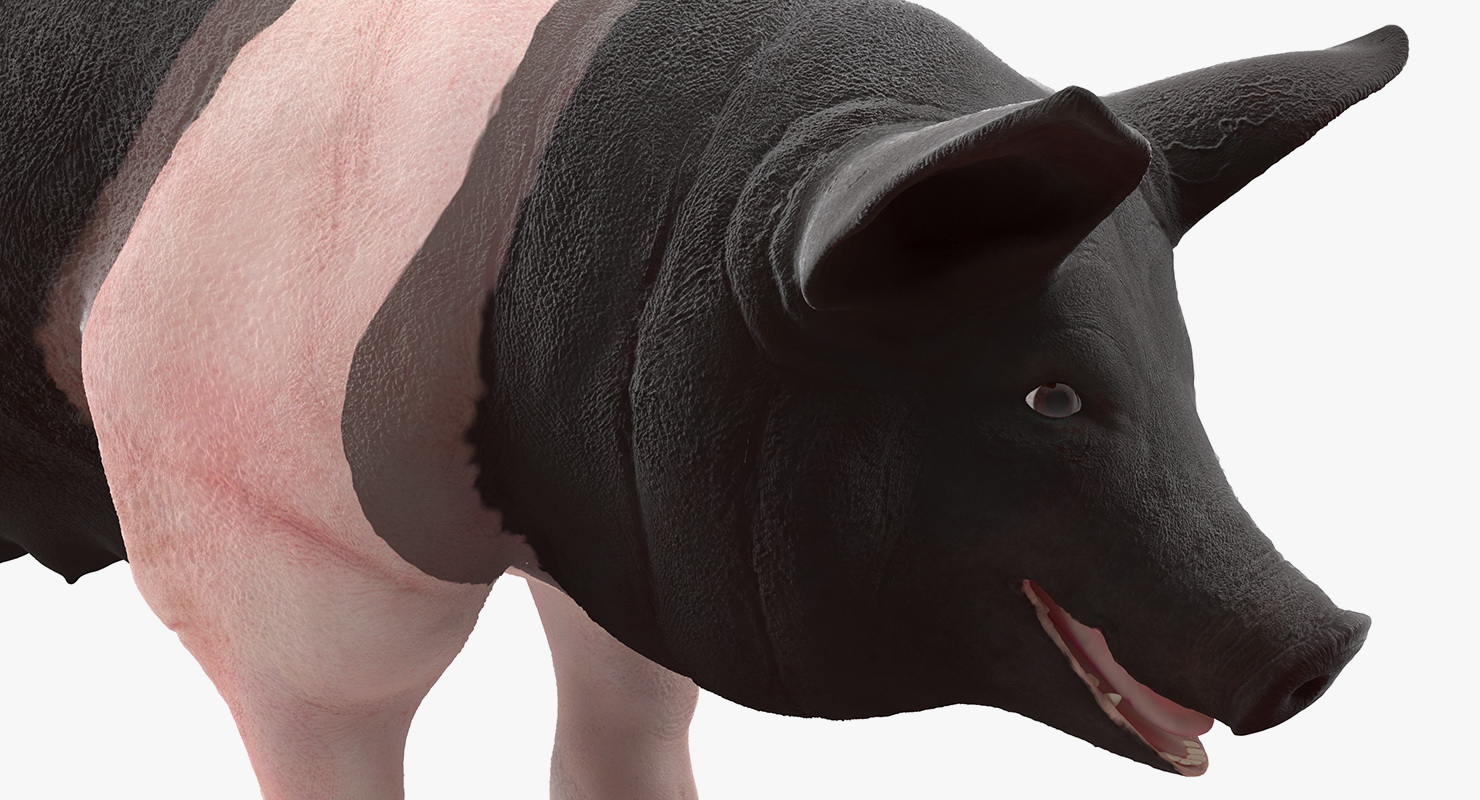 Hampshire Pig Sow Rigged 3D model