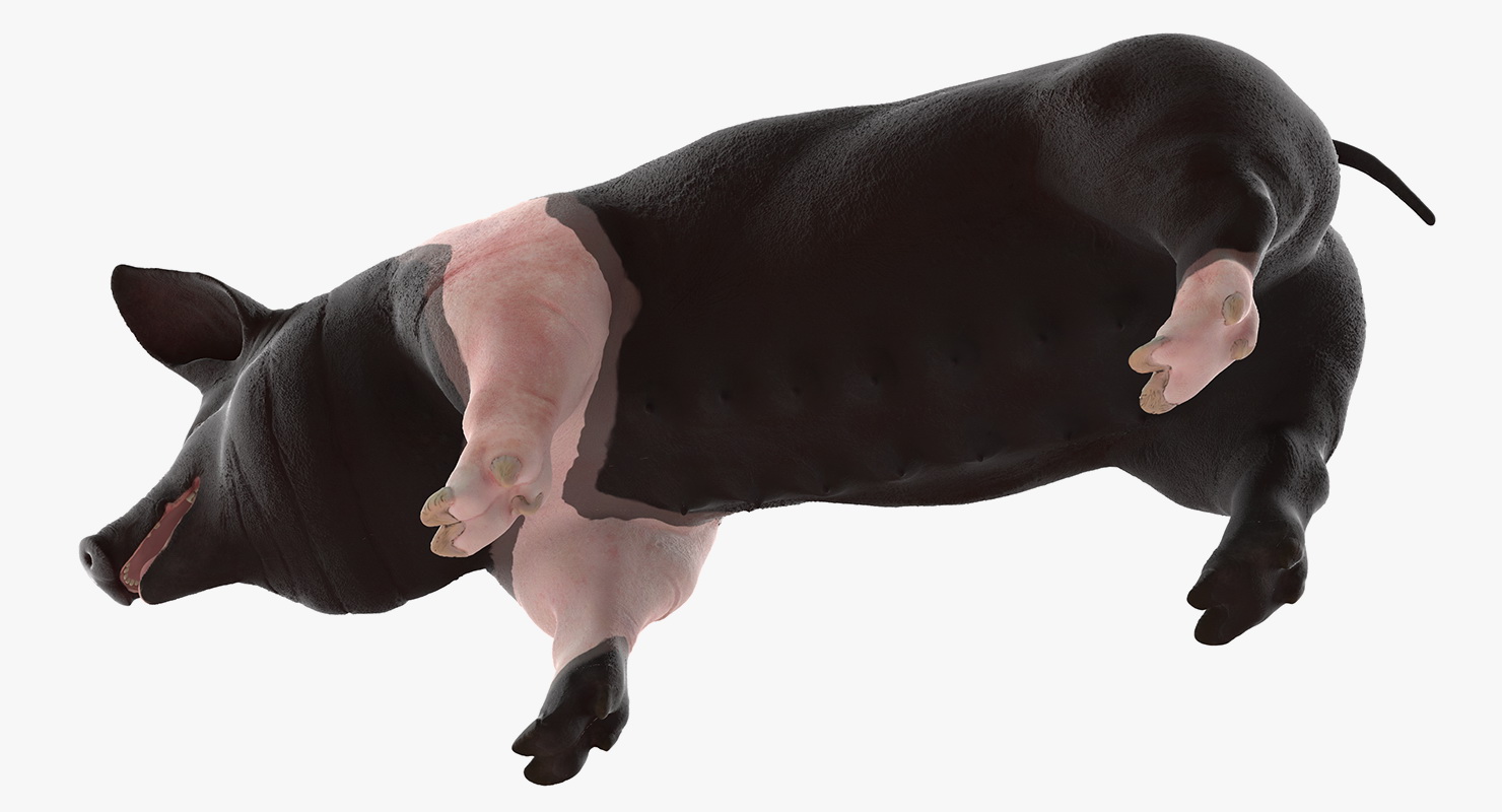 Hampshire Pig Sow Rigged 3D model