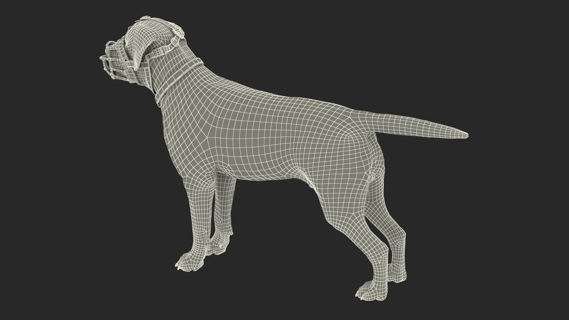 Brown Labrador Wearing Muzzle 3D model