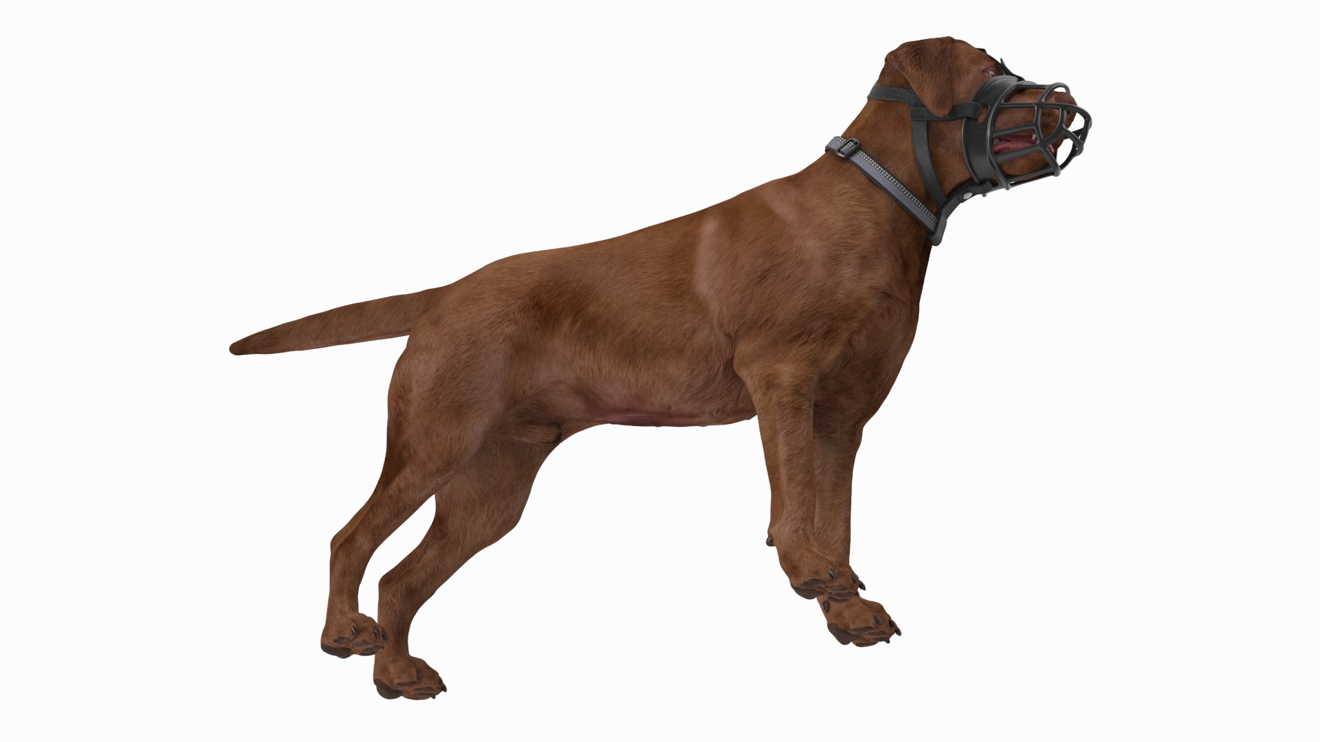 Brown Labrador Wearing Muzzle 3D model