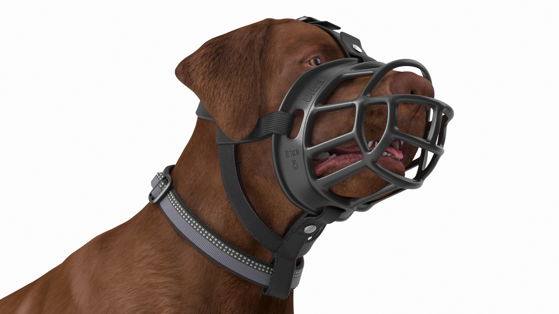 Brown Labrador Wearing Muzzle 3D model