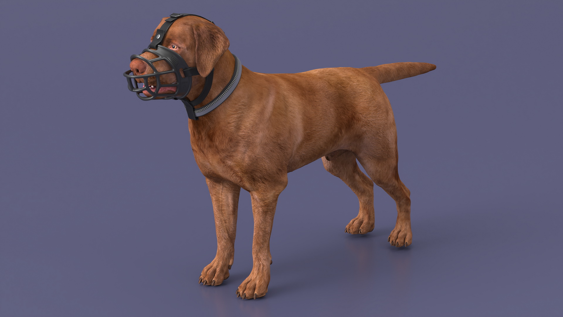 Brown Labrador Wearing Muzzle 3D model